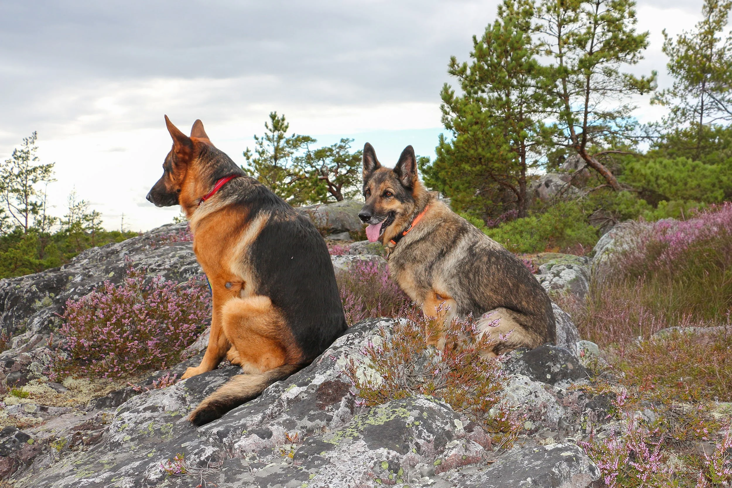 Zwei deutsche Schäferhunde sitzen auf Felsen in einer bewaldeten Landschaft mit Büschen und Birken, bei bewölktem Himmel.