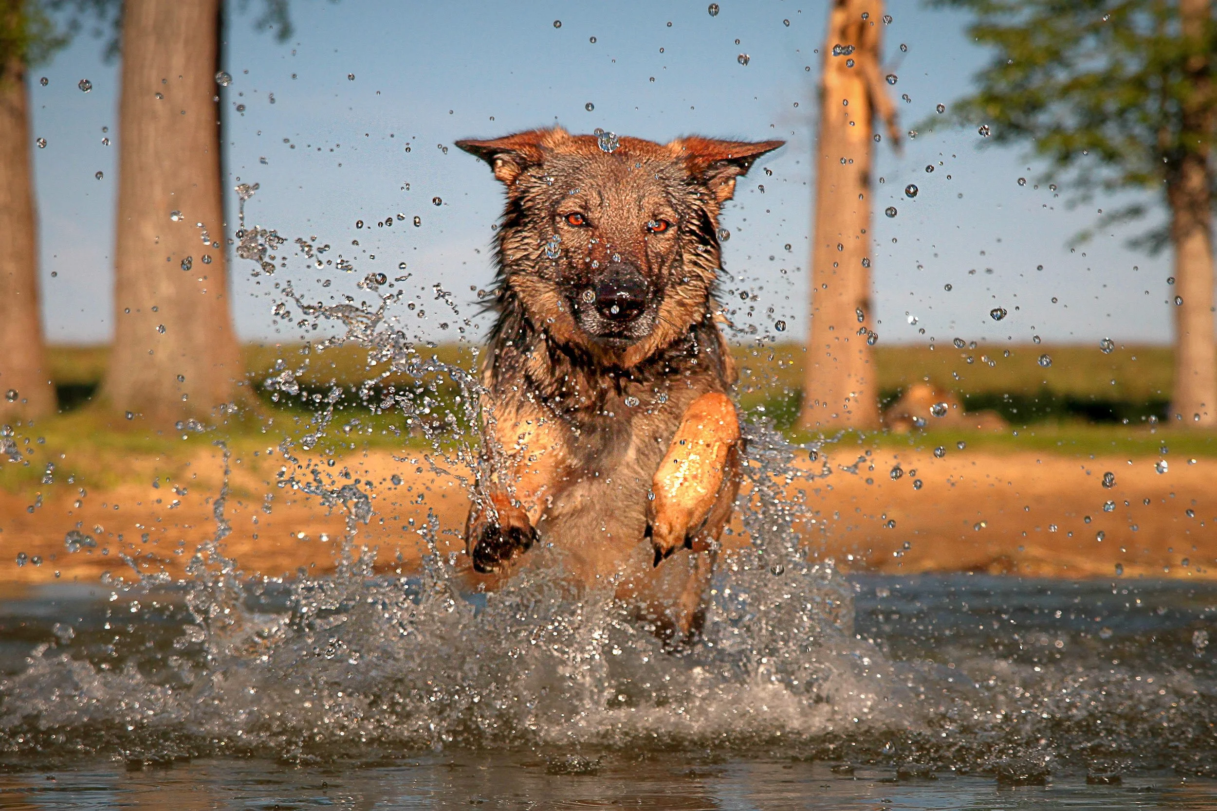 Schäferhündin Njoy von den Querulanten saust durchs Wasser.
