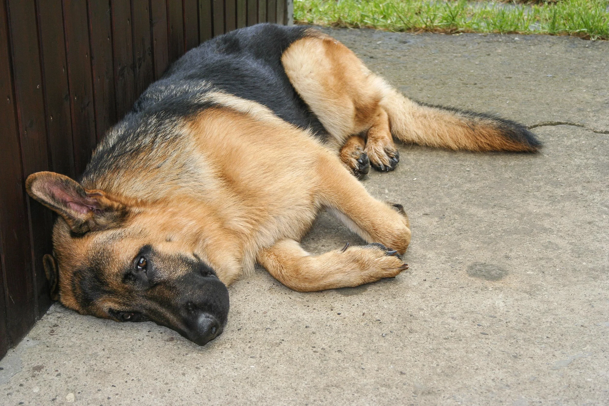 Schäferhund Shino vom Thermodos liegt müde auf der Terrasse.