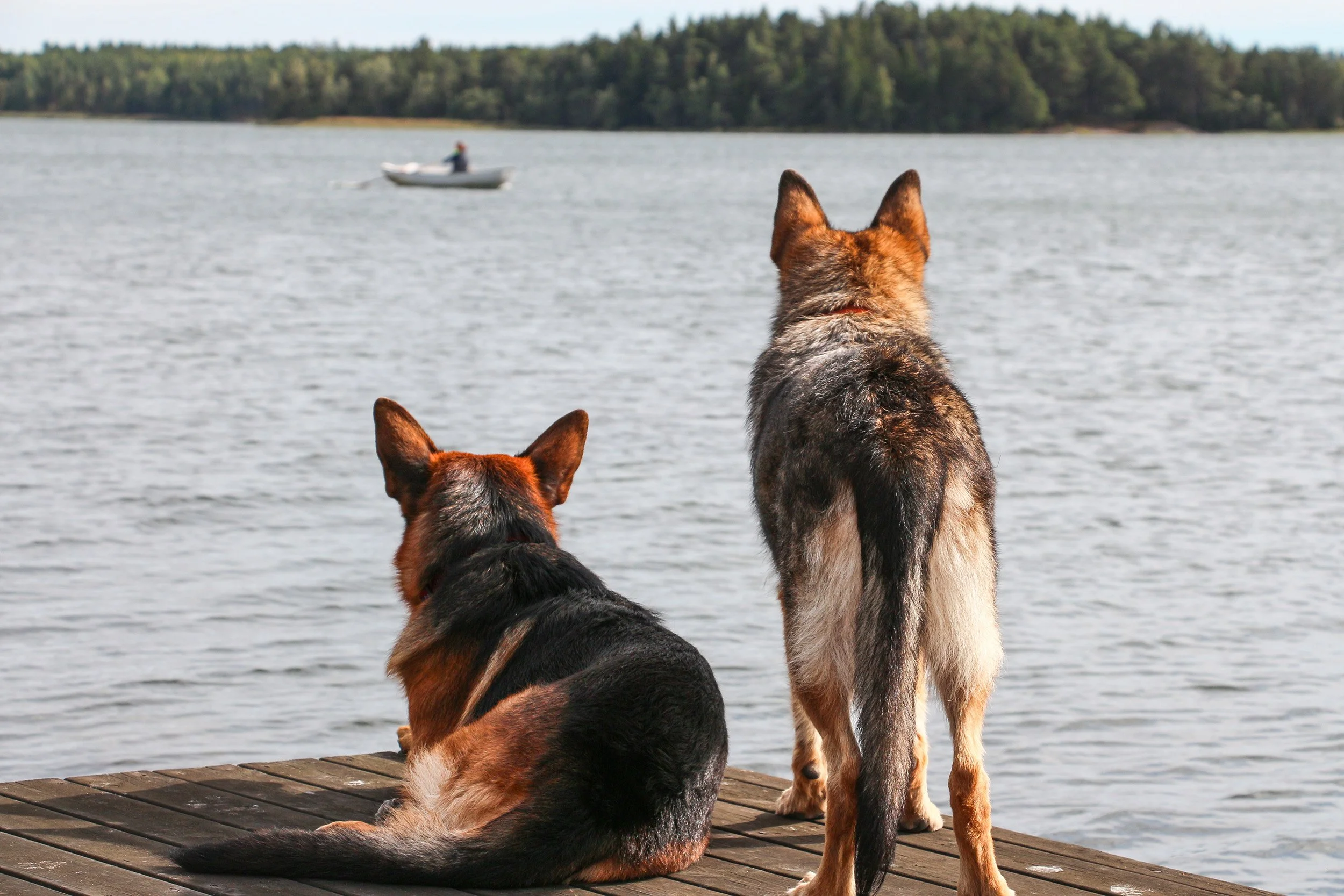 Zwei Hunde auf einem Holzsteg am Wasser, im Hintergrund ein Boot und ein bewaldeter Hügel.