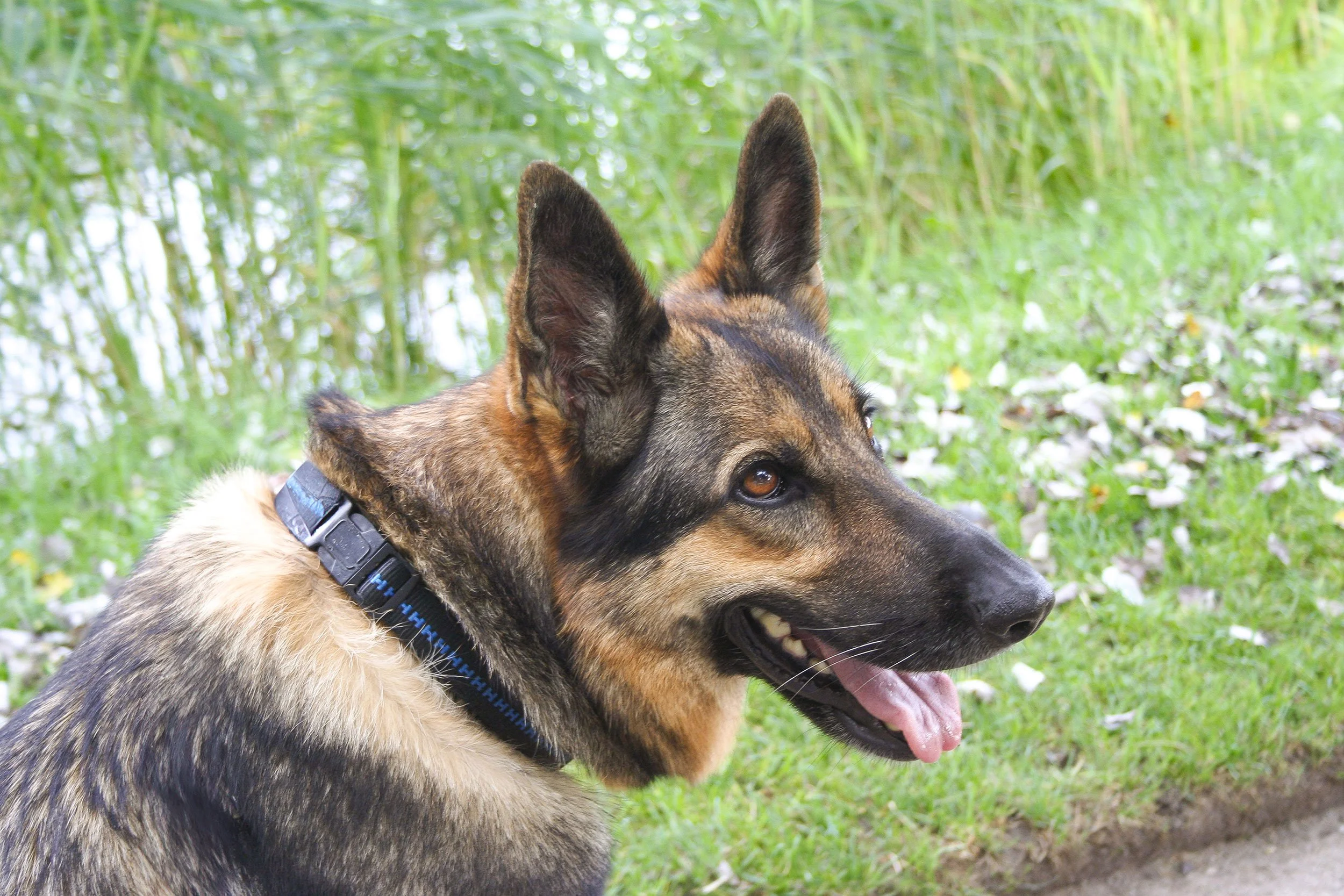 Schäferhündin Roxette schaut glücklich.