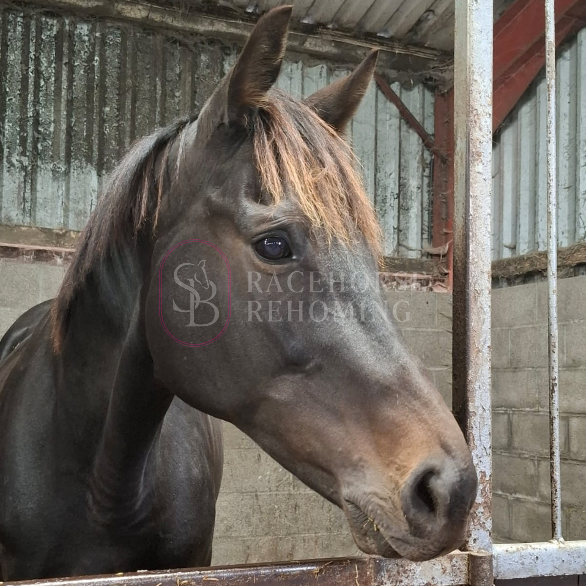 Coty_watermark (2).png