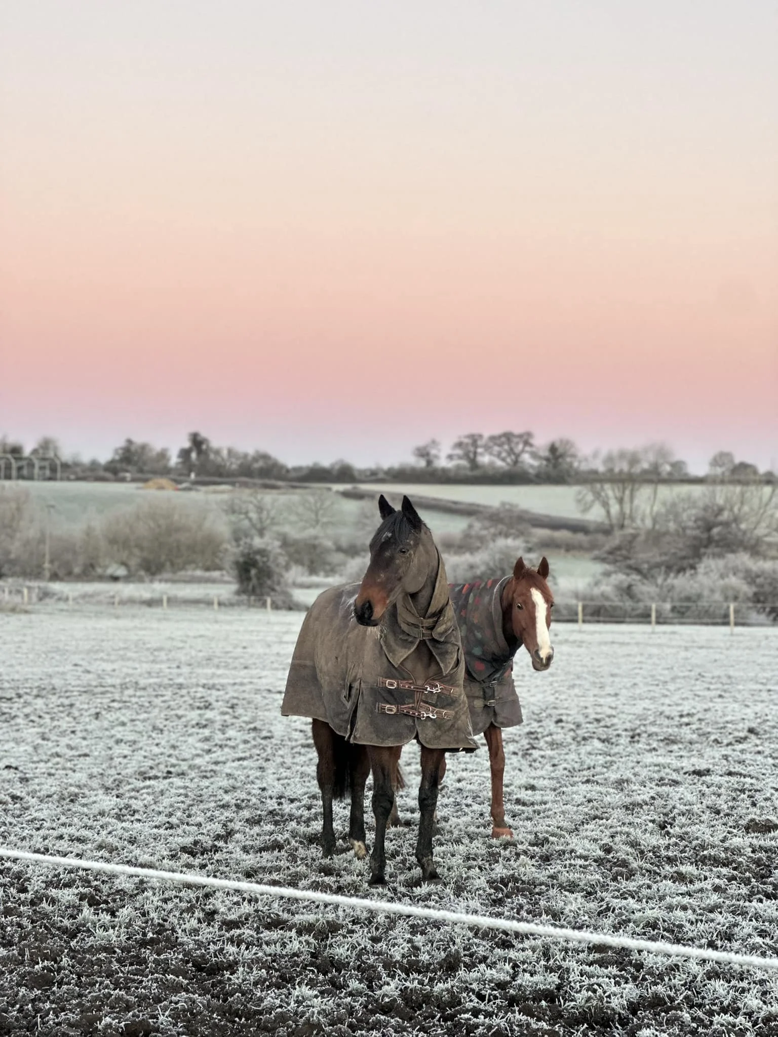Two horses wearing blankets standing in a frosty field at dawn with a pink and blue sky in the background.