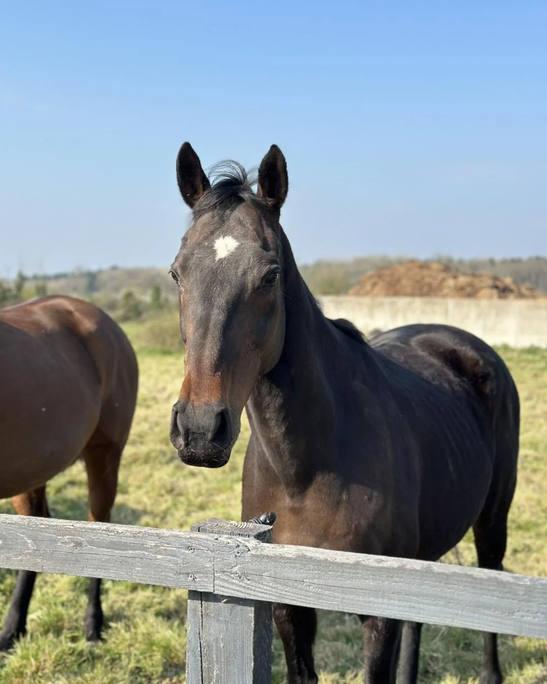 A close-up of a black horse with a white star-shaped marking on its forehead, standing behind a wooden fence on a grassy field under a clear blue sky.