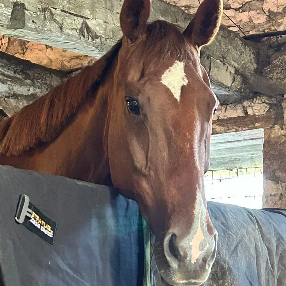Close-up of a brown horse with a white star-shaped marking on its forehead, inside a stone stable with a window in the background.
