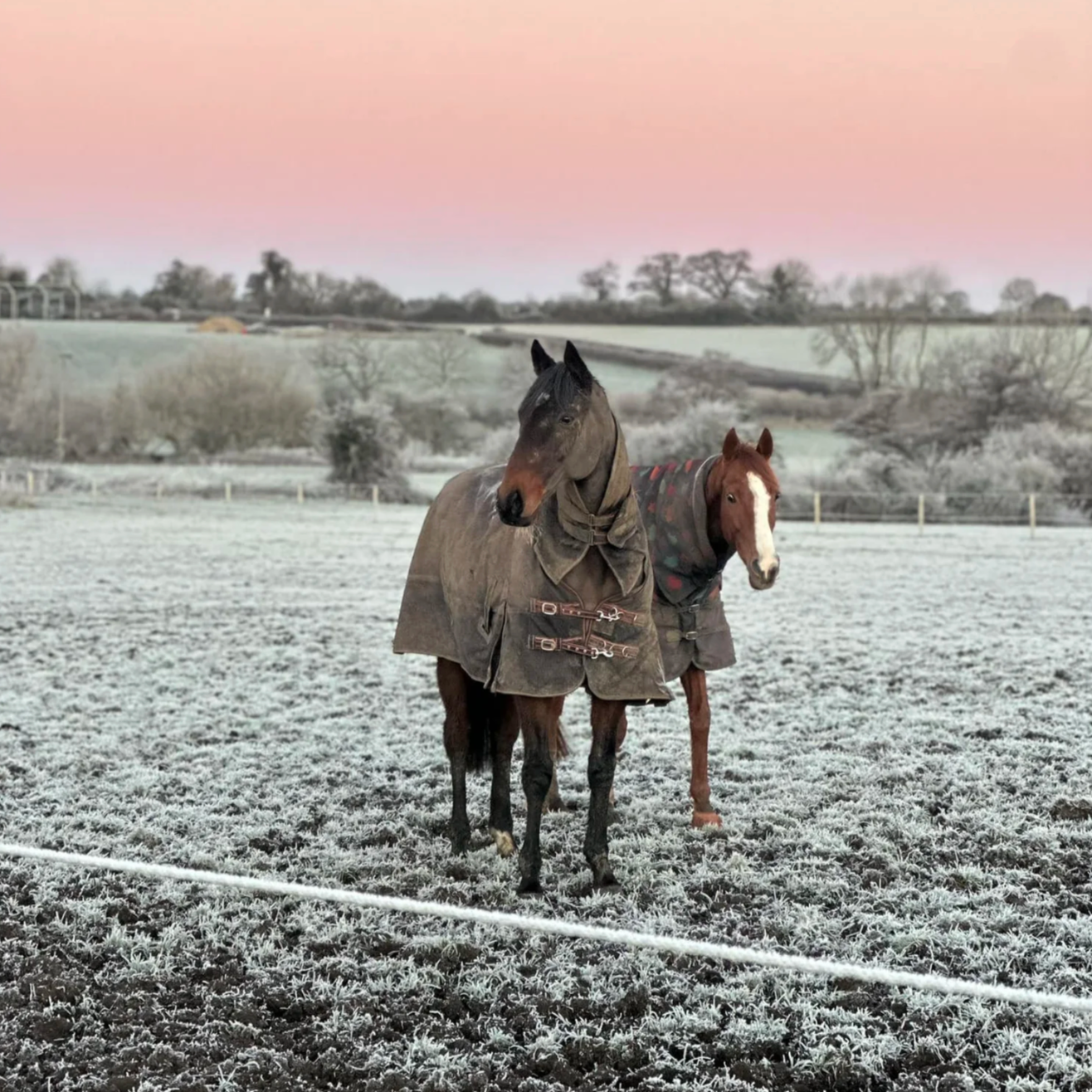 Why We Don’t Rehome Our Horses to Single Paddocks