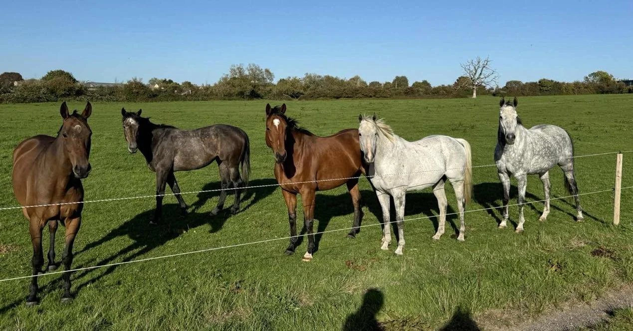 Six horses standing behind a white fence in a green field on a sunny day, with trees in the background.