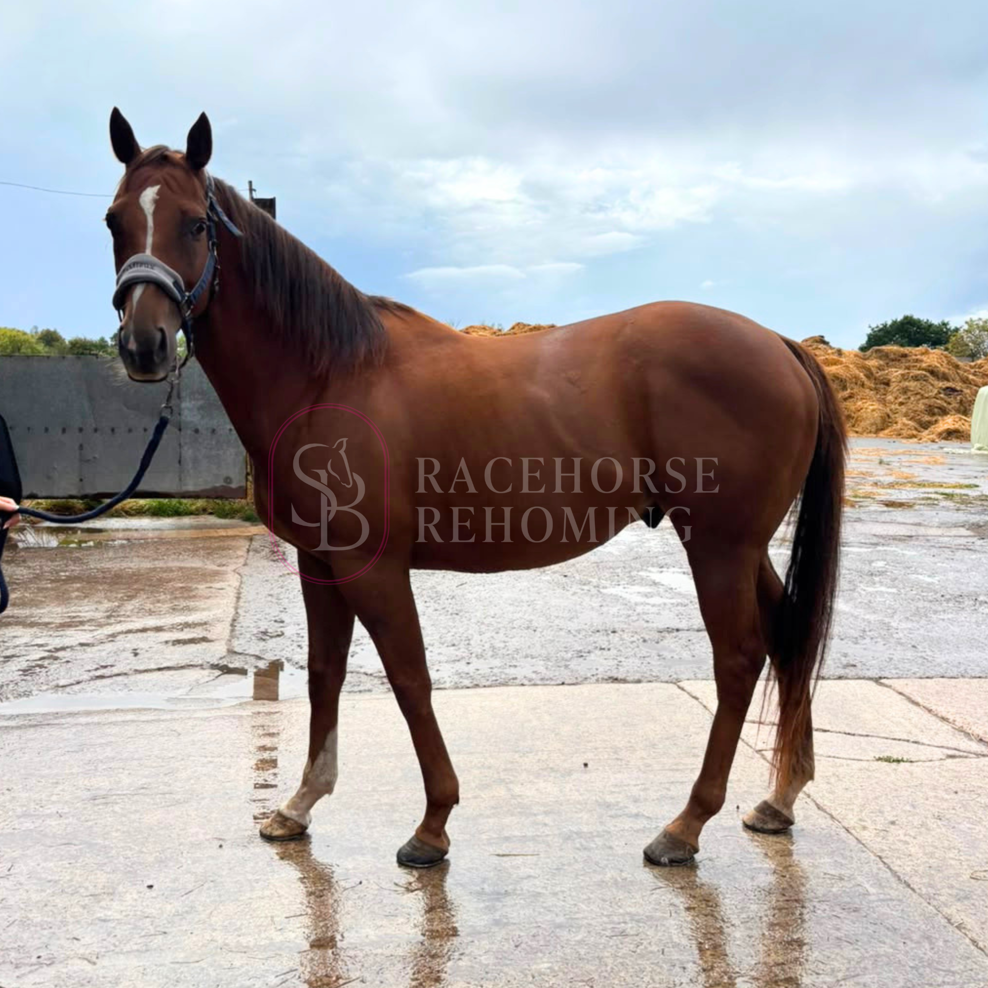 Dinkie [Straits of Moyle]