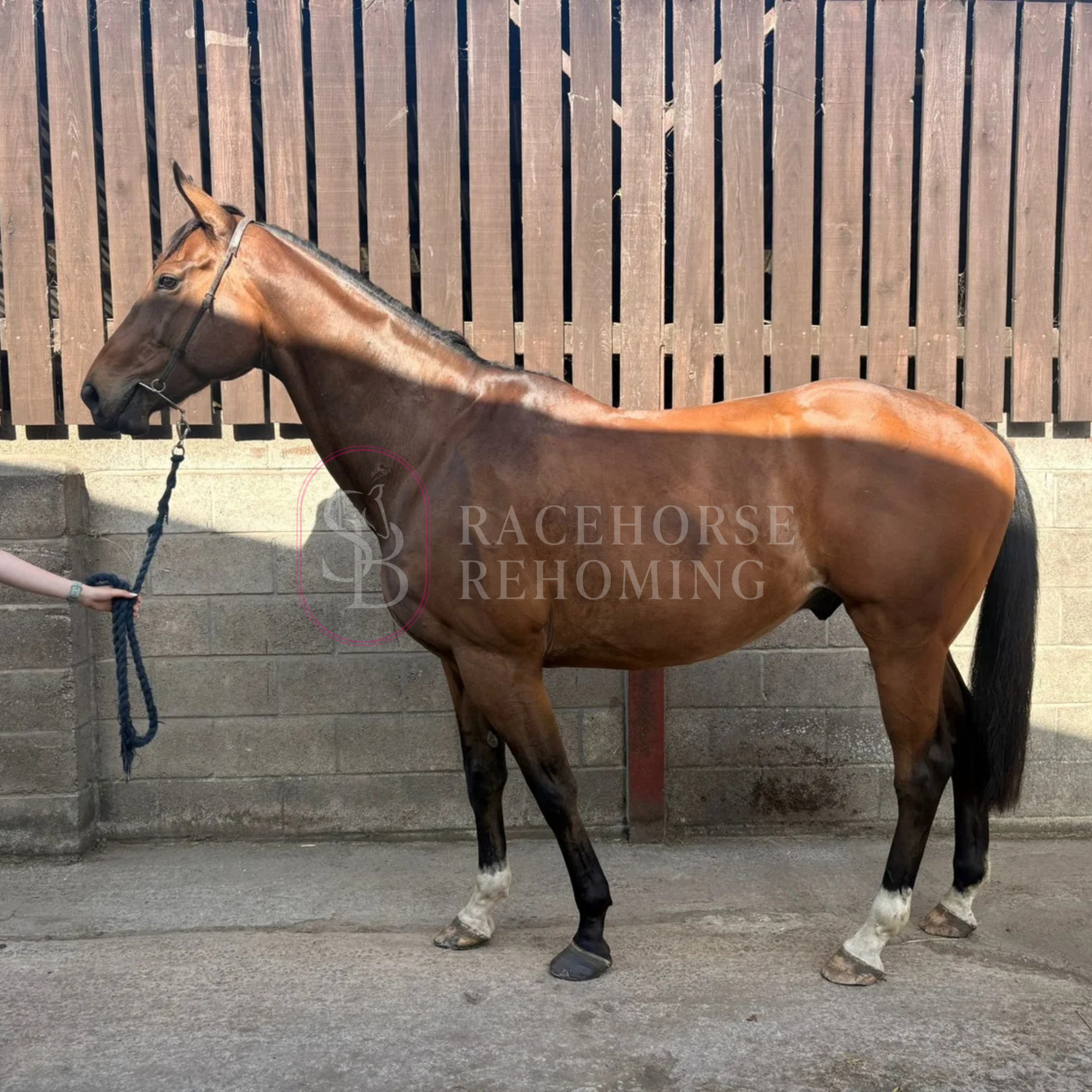 Dessie_Watermark (2).png