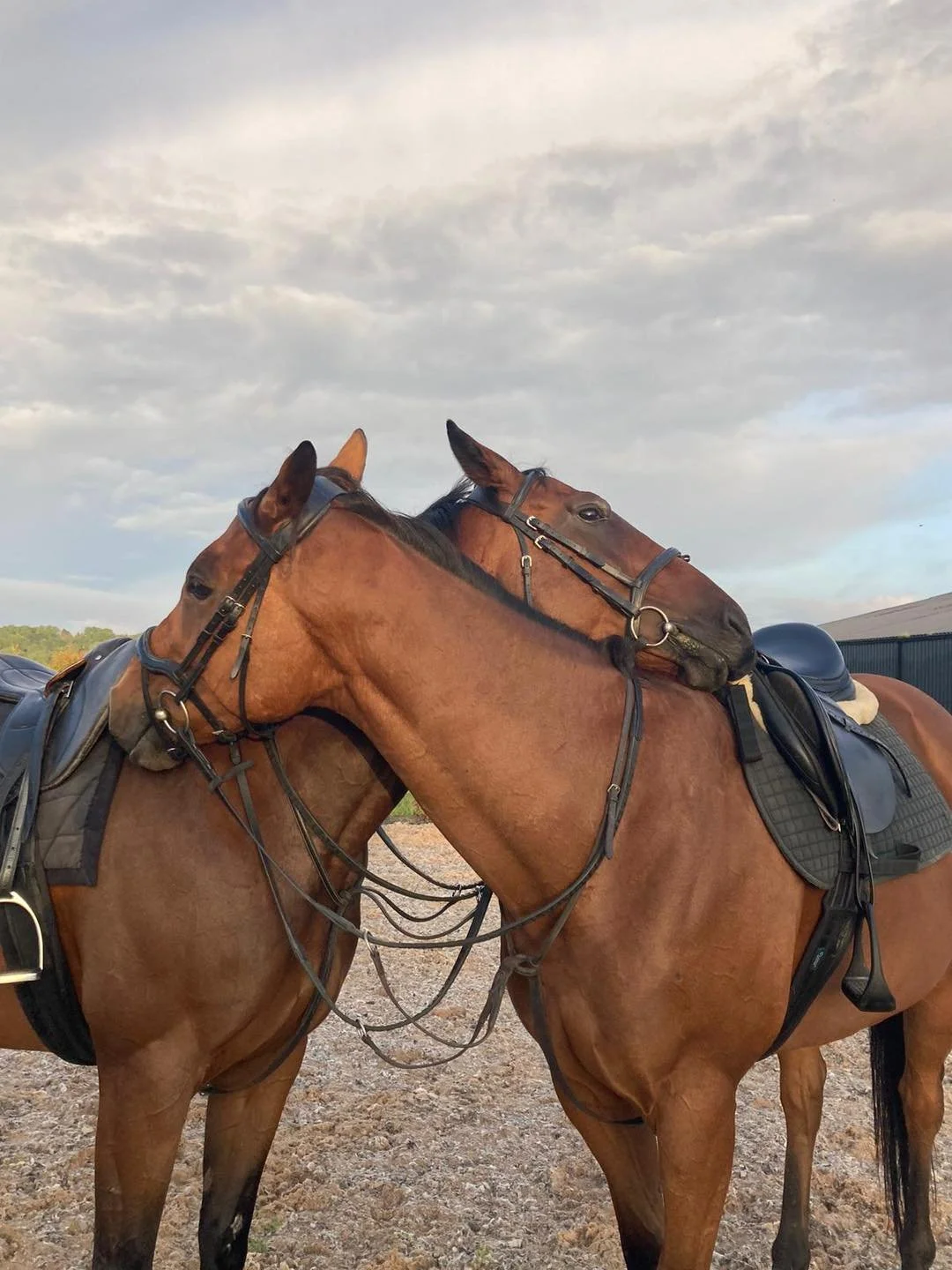 Two brown horses with black manes and ears, wearing bridles and saddles, are resting their heads against each other outdoors on a cloudy day.