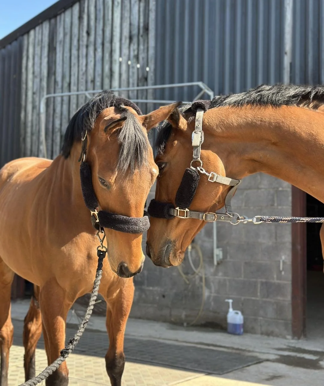 Two brown horses touching foreheads in a stable yard.