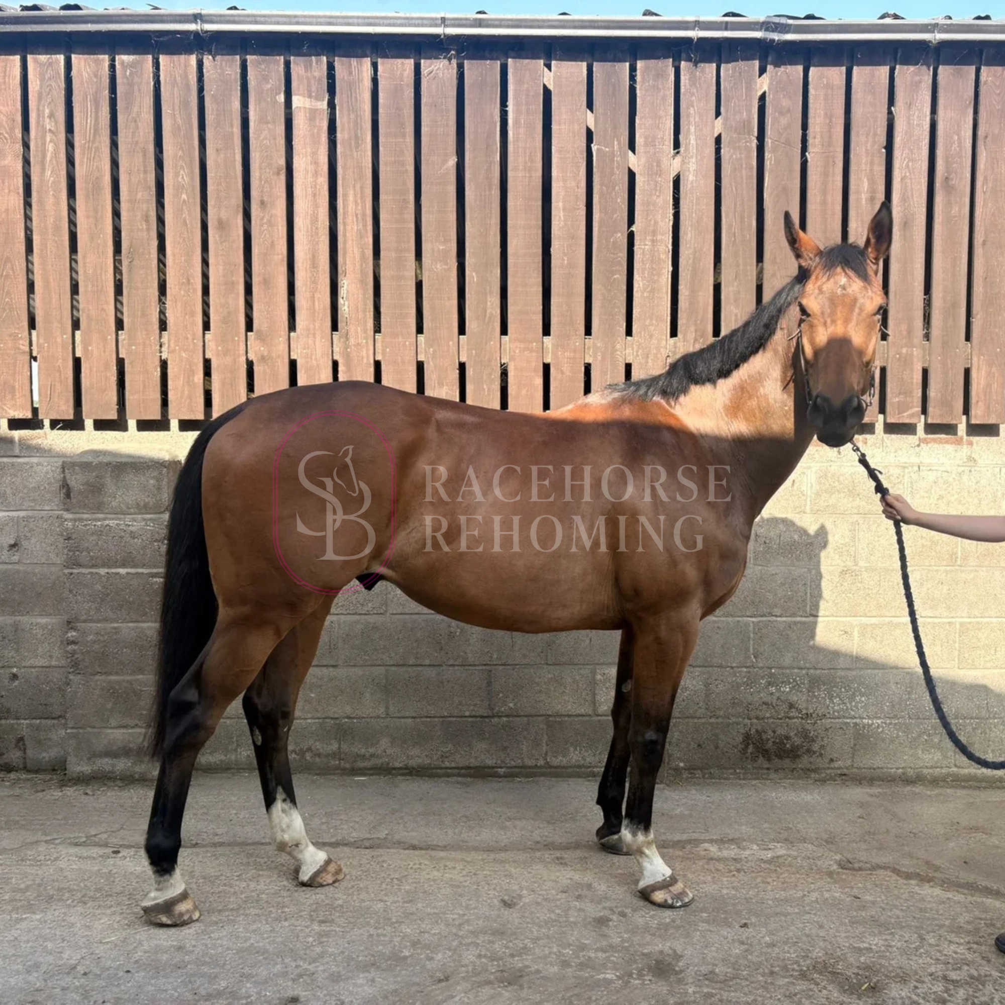 Dessie_Watermark (3).png