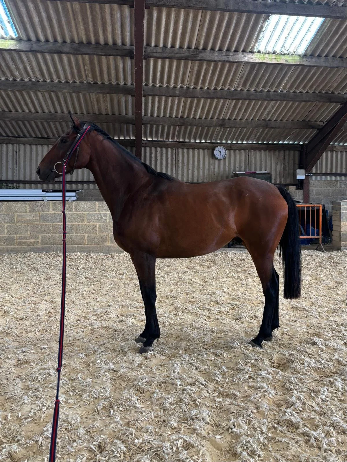 Kodi [Mustang Kodi]