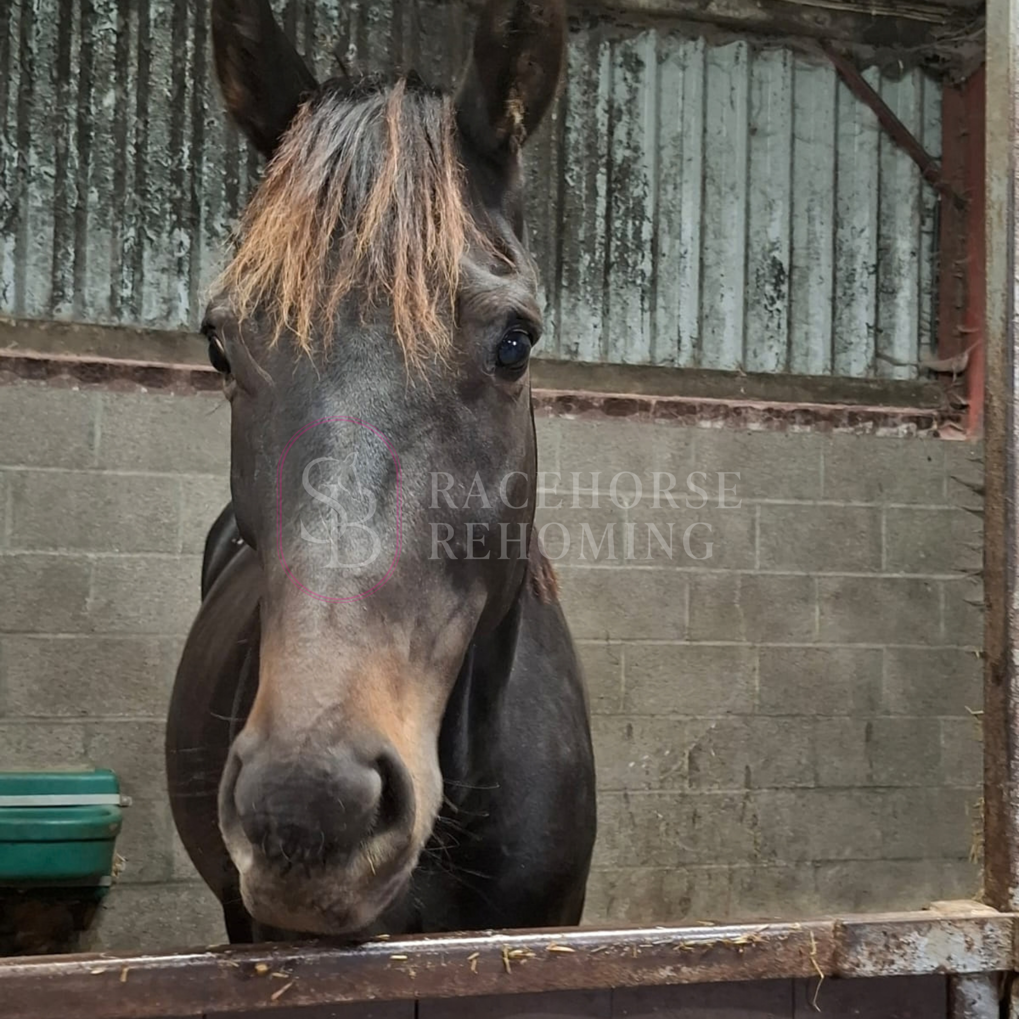 Coty_watermark (3).png