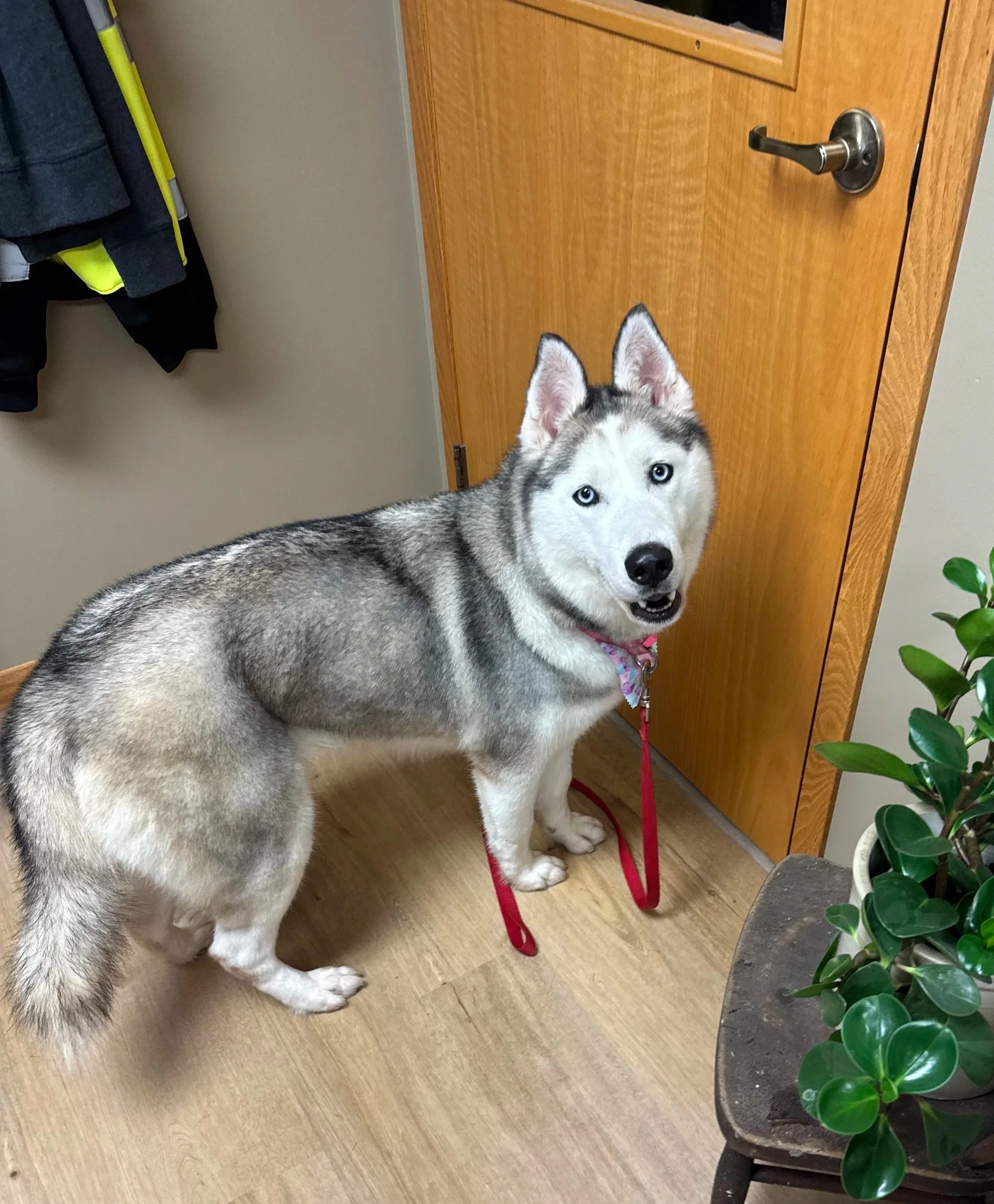 PINK - 3 Year Old Female Husky