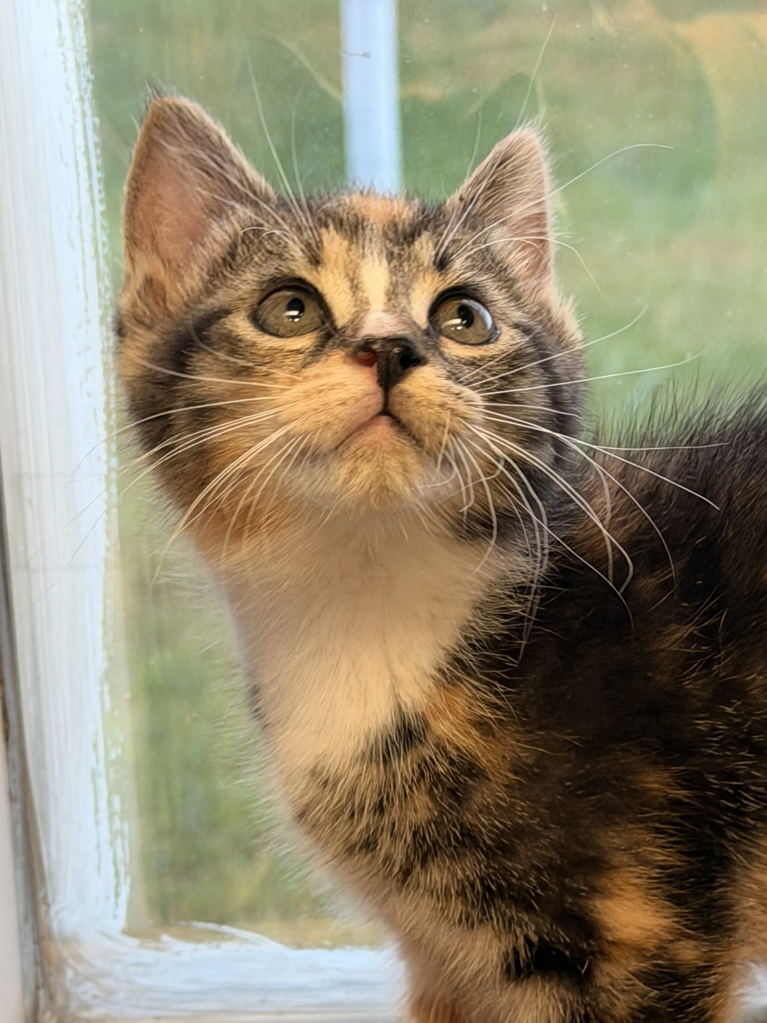 Ember