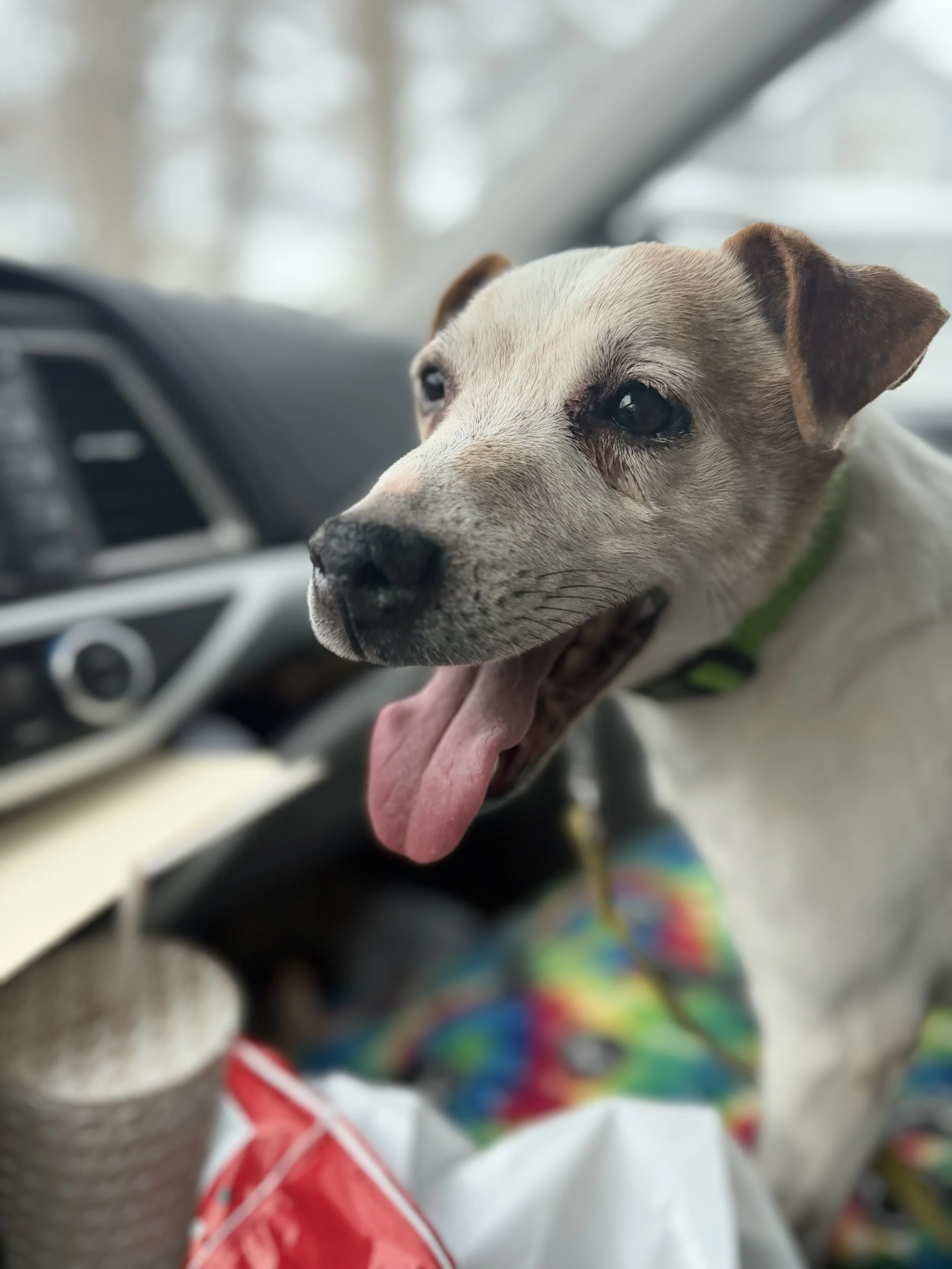 OTIS 8 YEAR OLD MALE