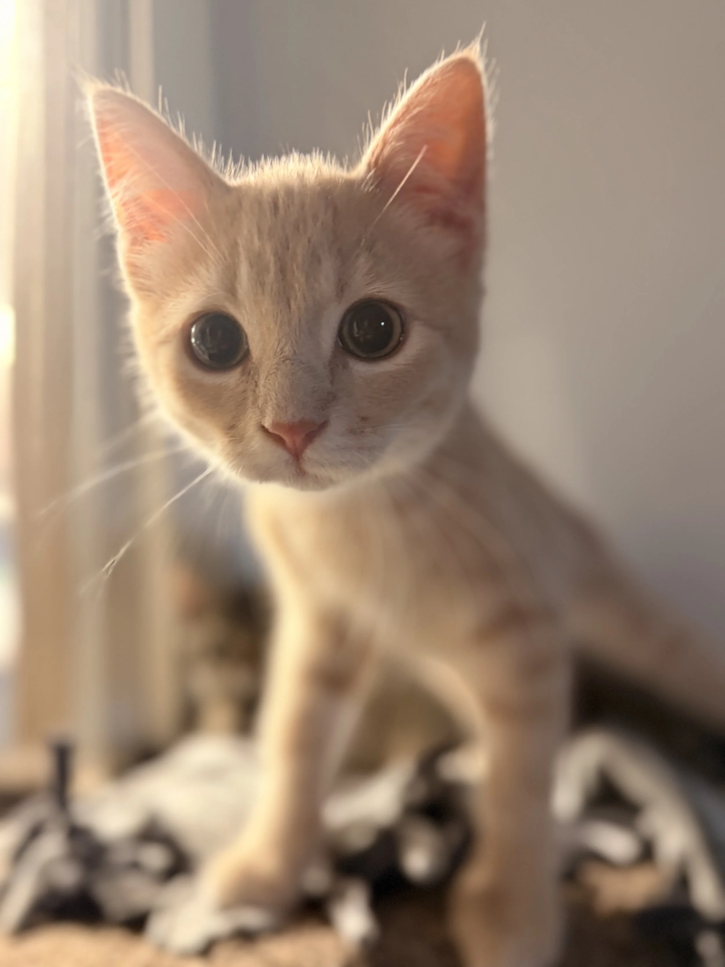 Cheeto