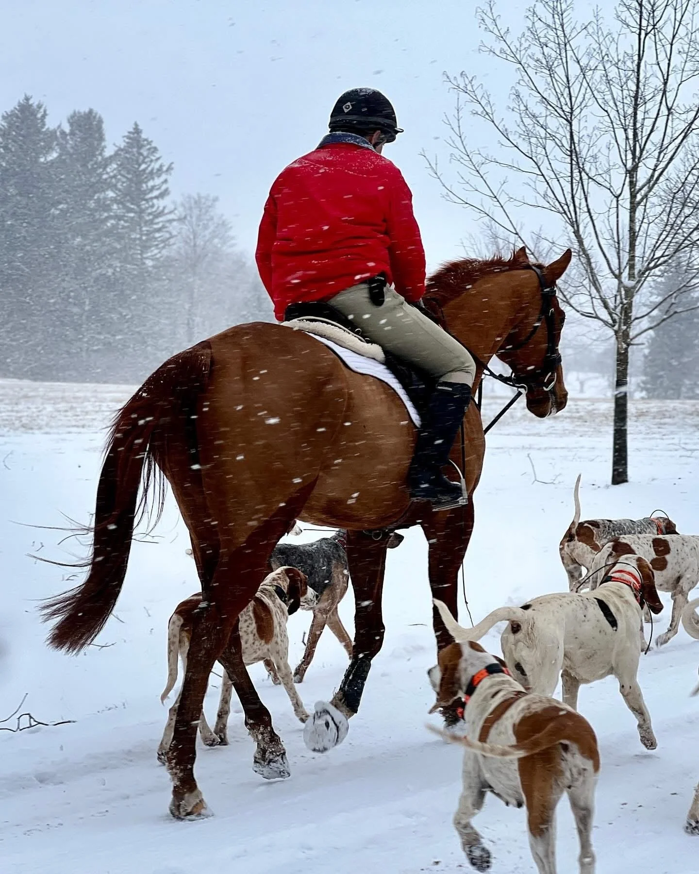 Millbrook Hunt rider on a scenic snowy path with the hounds
