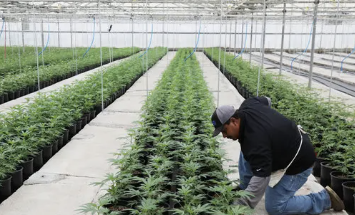 Cultivation Facilities