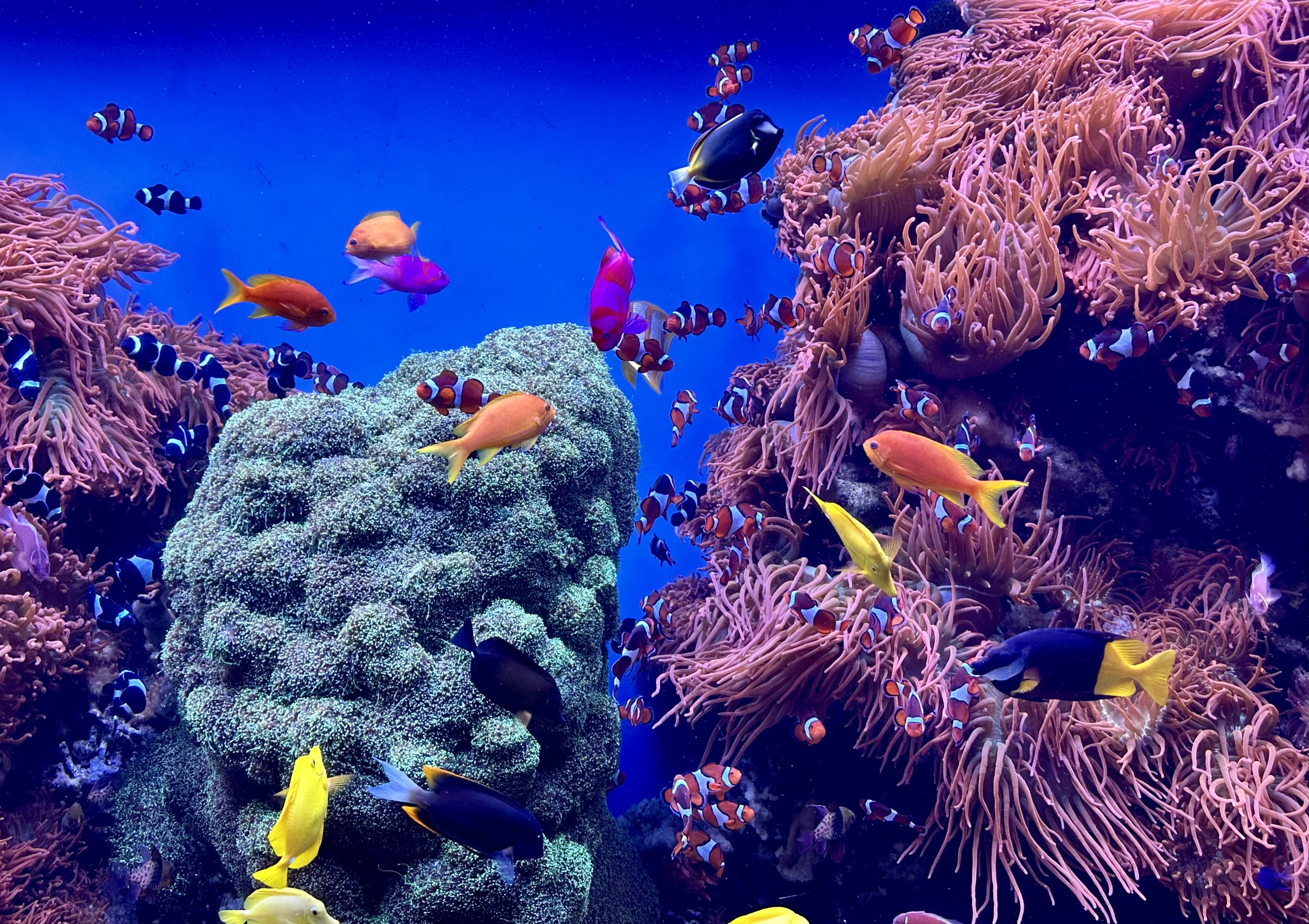 Colorful tropical fish and clownfish swimming amongst coral and sea anemones in an aquarium.