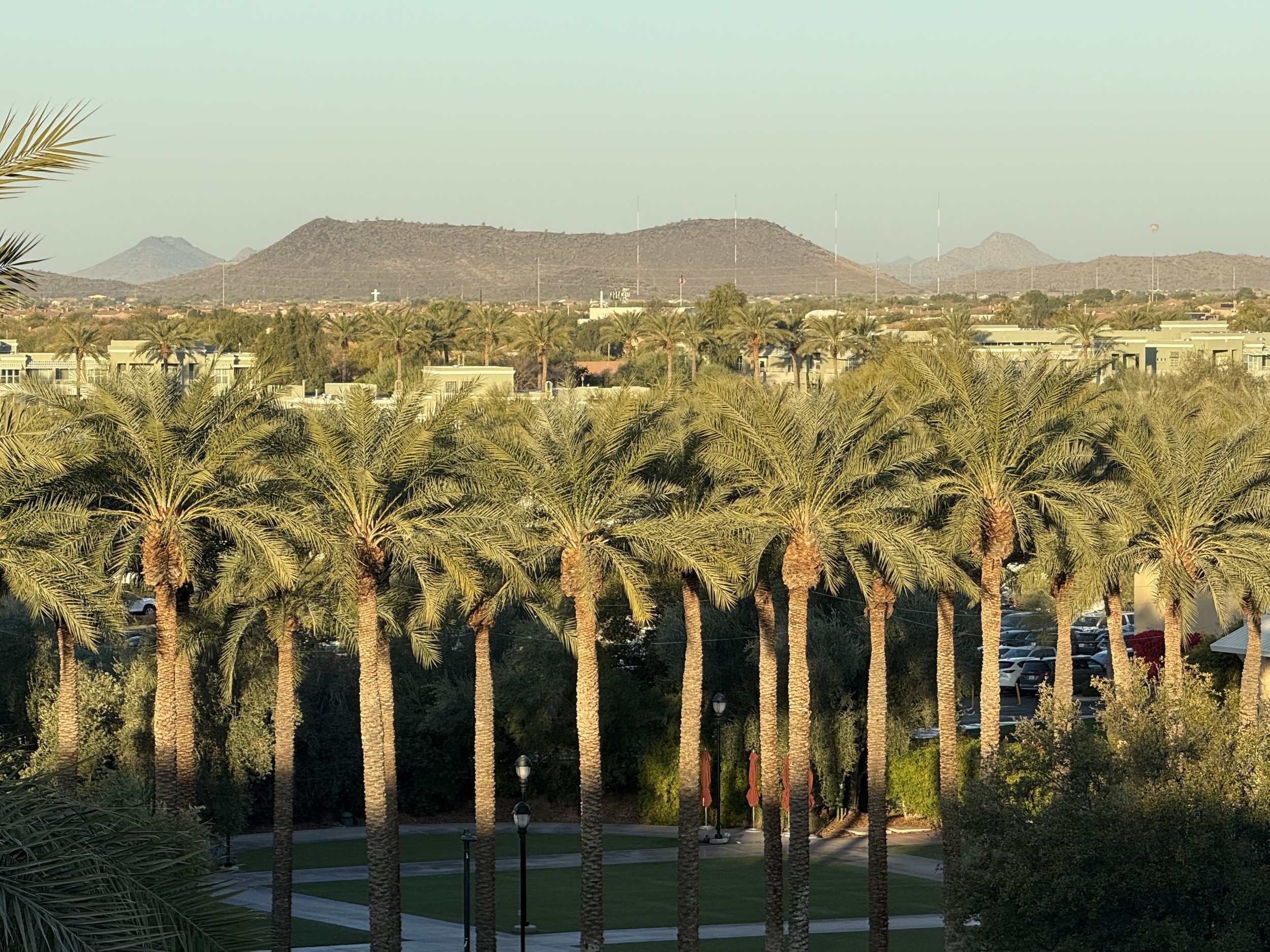 Palm trees in the foreground with a cityscape and mountains in the background under a clear sky.