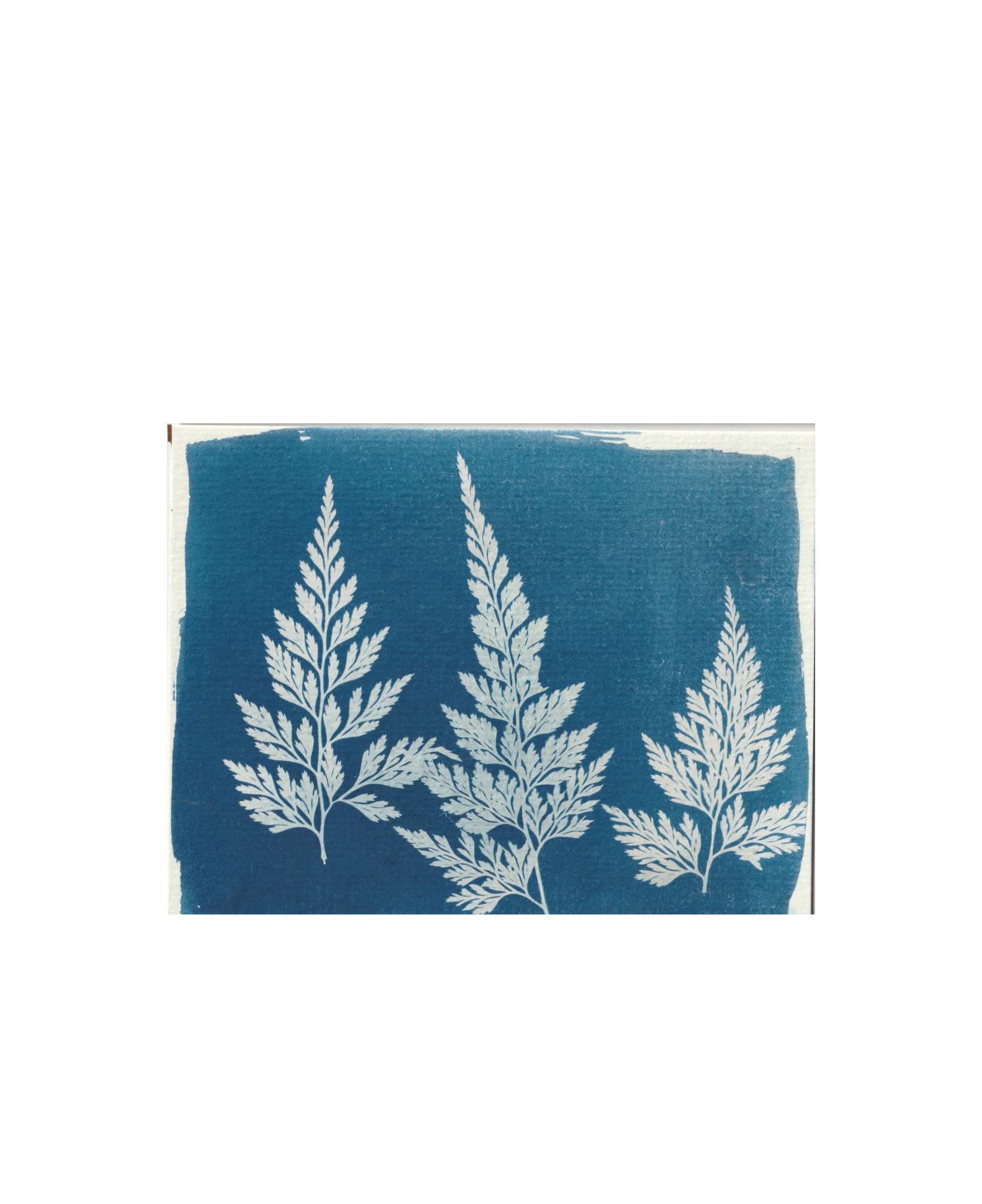 Blue Botanicals Cards- Set of 3