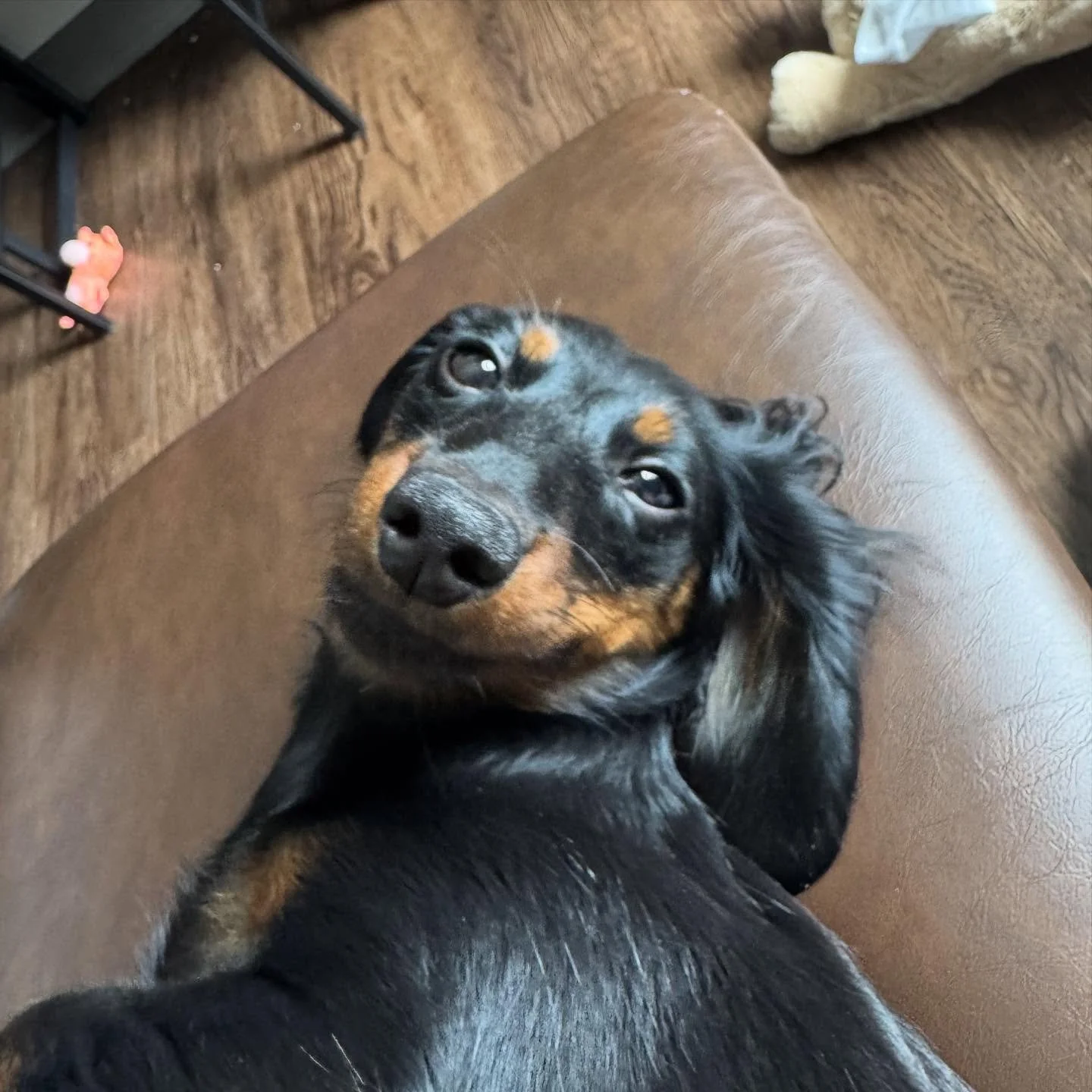 This is a 🥞 Pancake 🥞 appreciation post for the cutest puppy in the world 💕💕💕