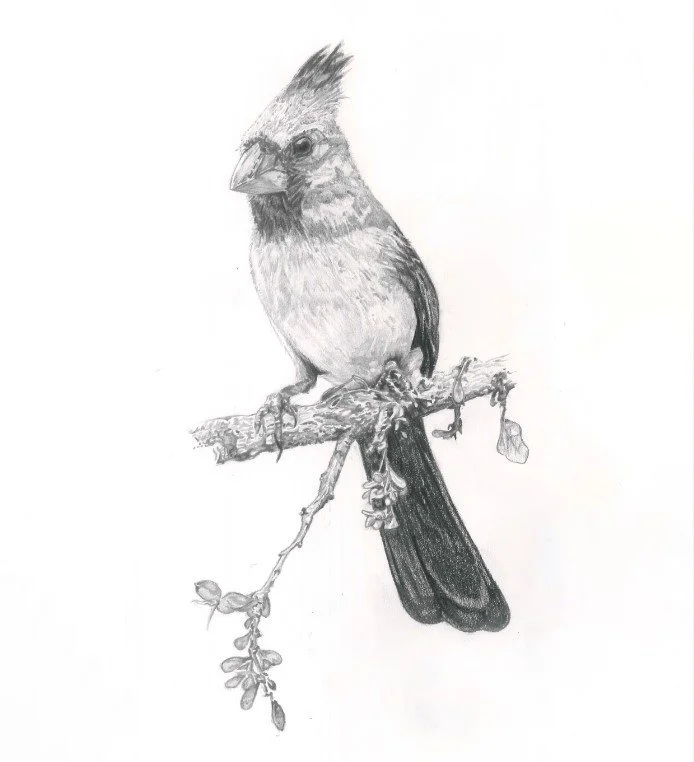 Cardinal 1 (For Web).jpg