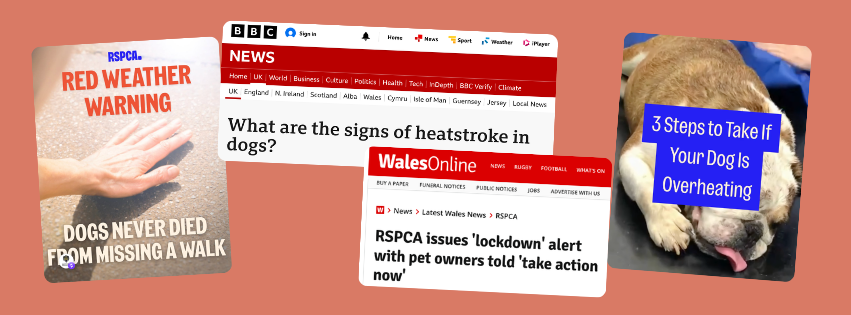 RSPCA heatwave content including their "Dogs never died from missing a walk" graphic, press coverage on signs of heatstroke in dogs, and advice on what to do if your dog is overheating.