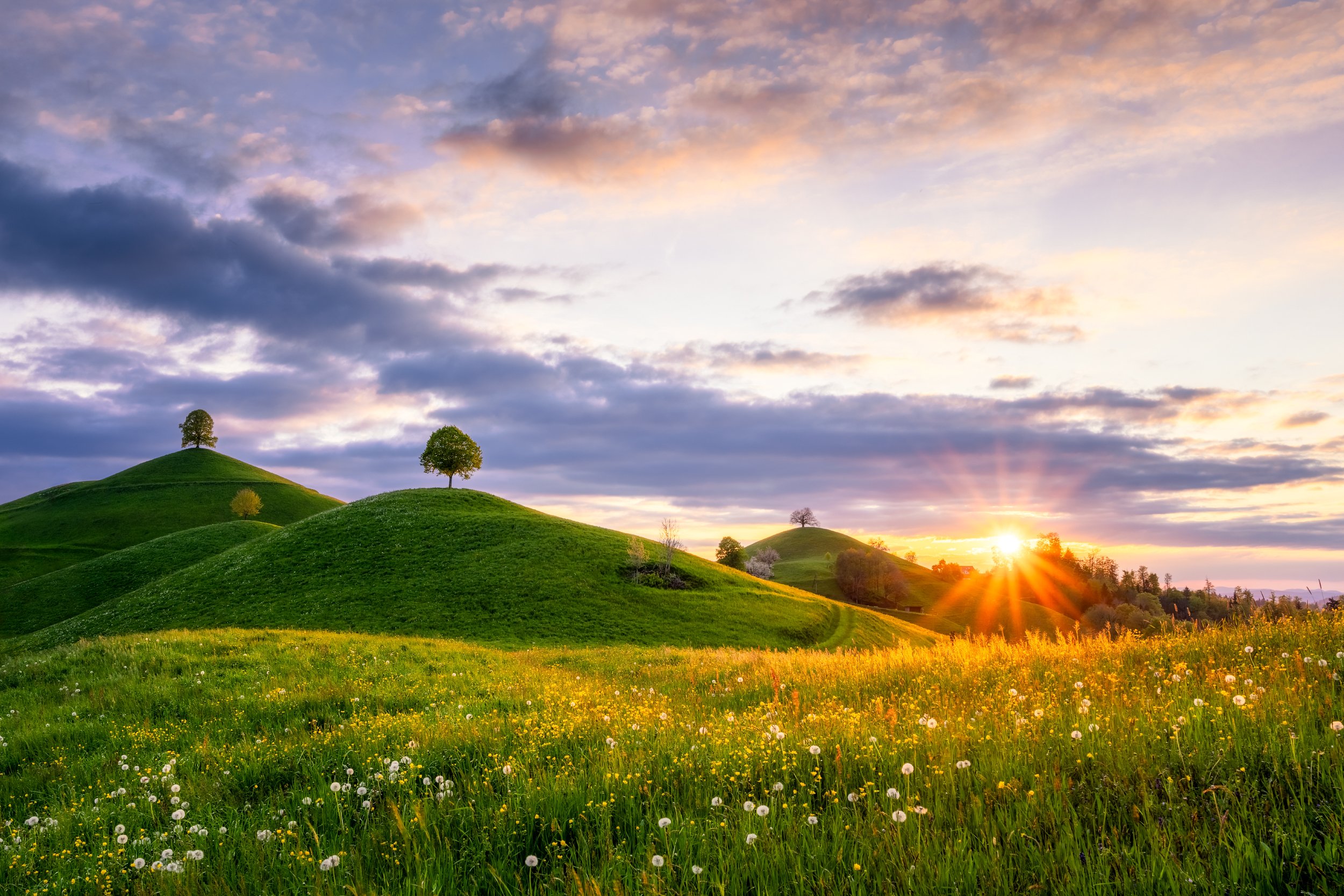 Sunset over rolling green hills with scattered trees and wildflowers in the foreground.