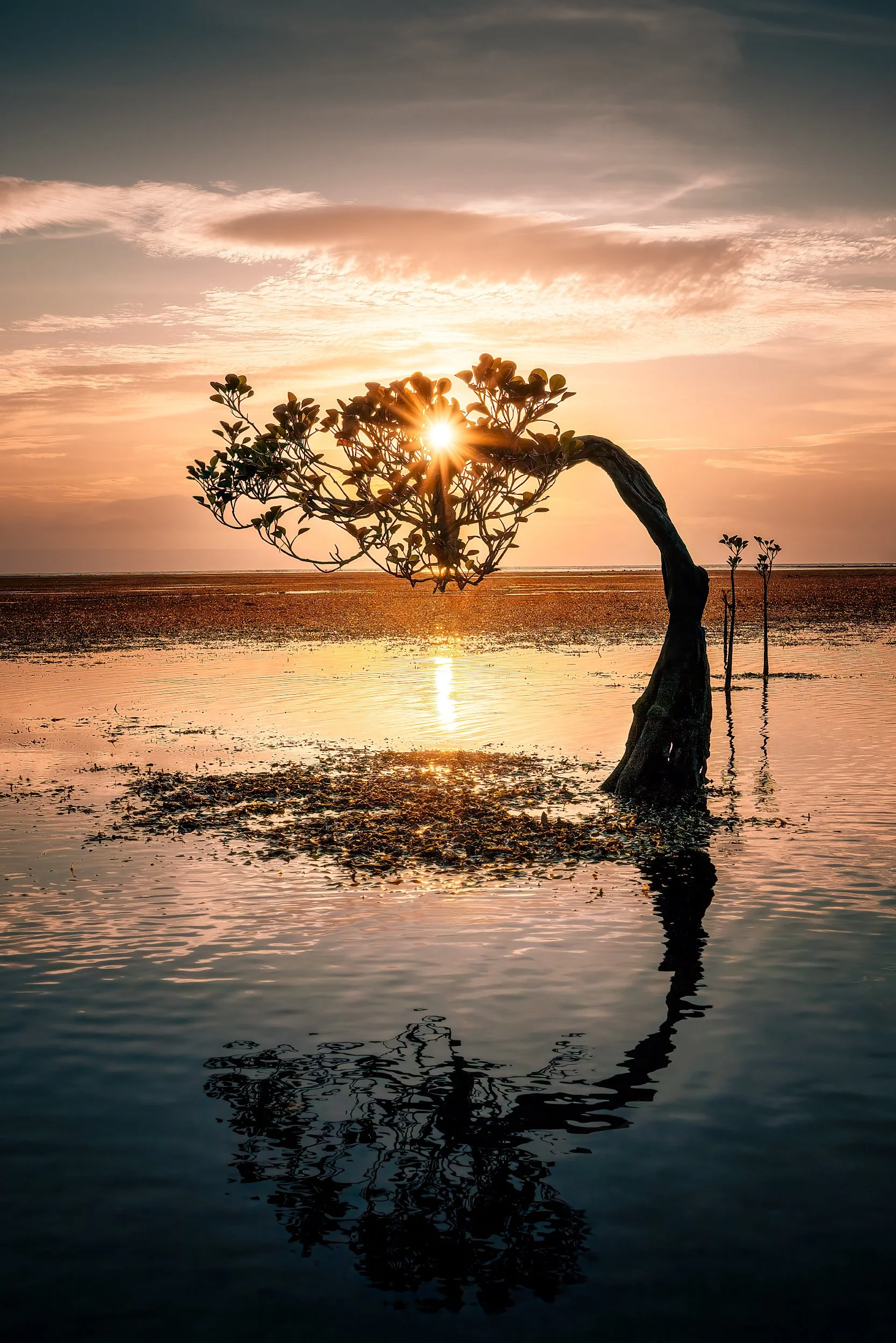 A mangrove tree in shallow water at sunset, with the sun partially obscured by the branches, and a reflection visible in the water.