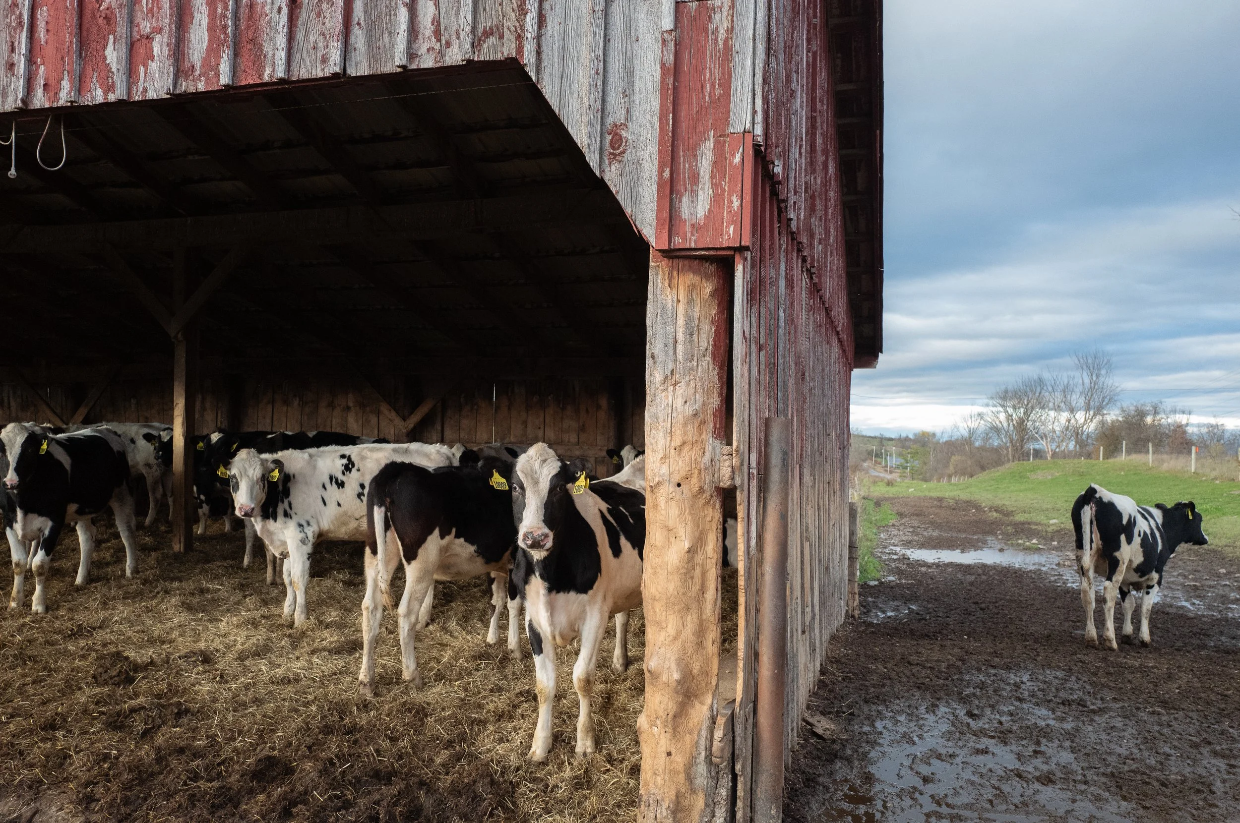 Pearl of the Quarter