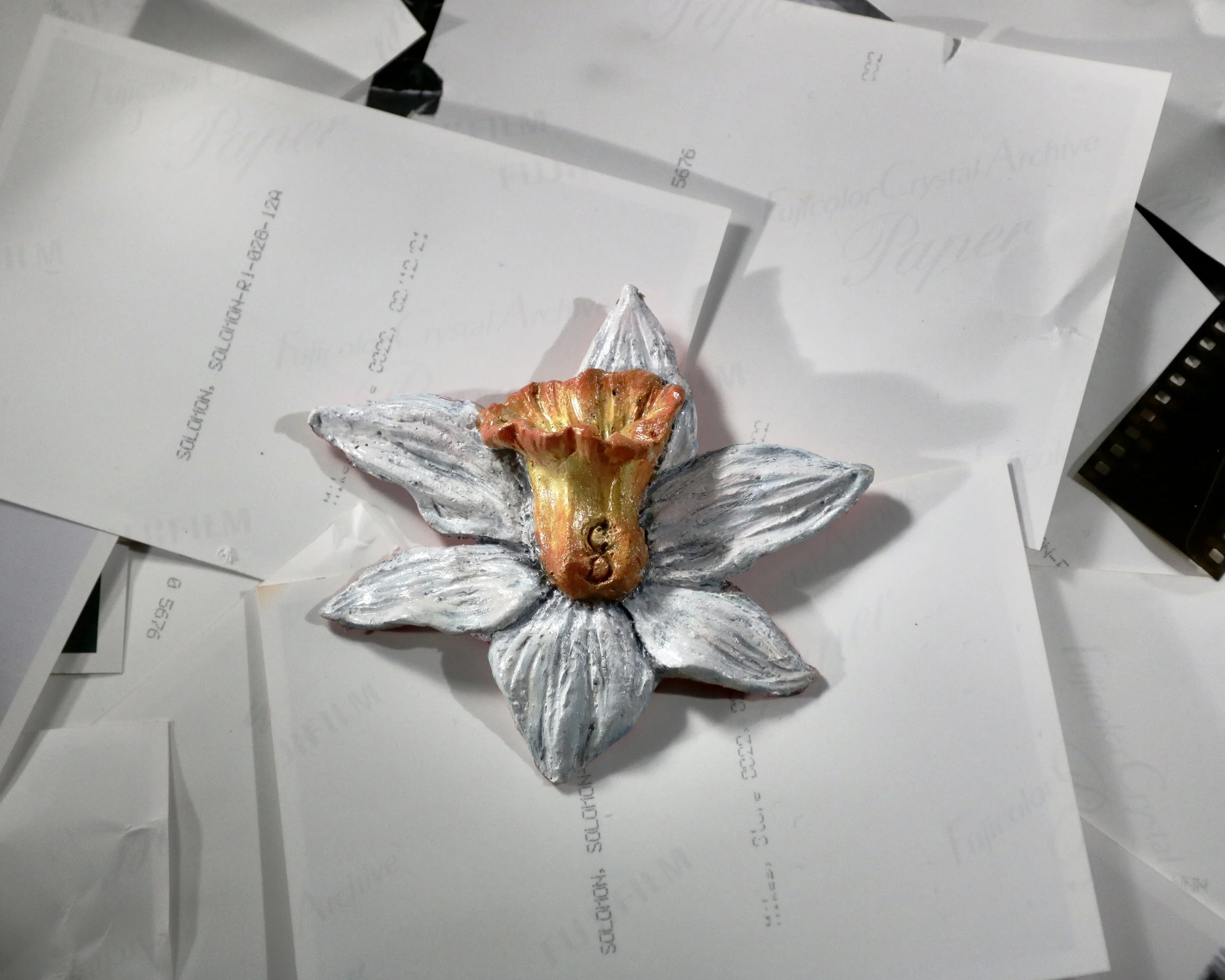 Narcissus Jonquila (I am I am I)