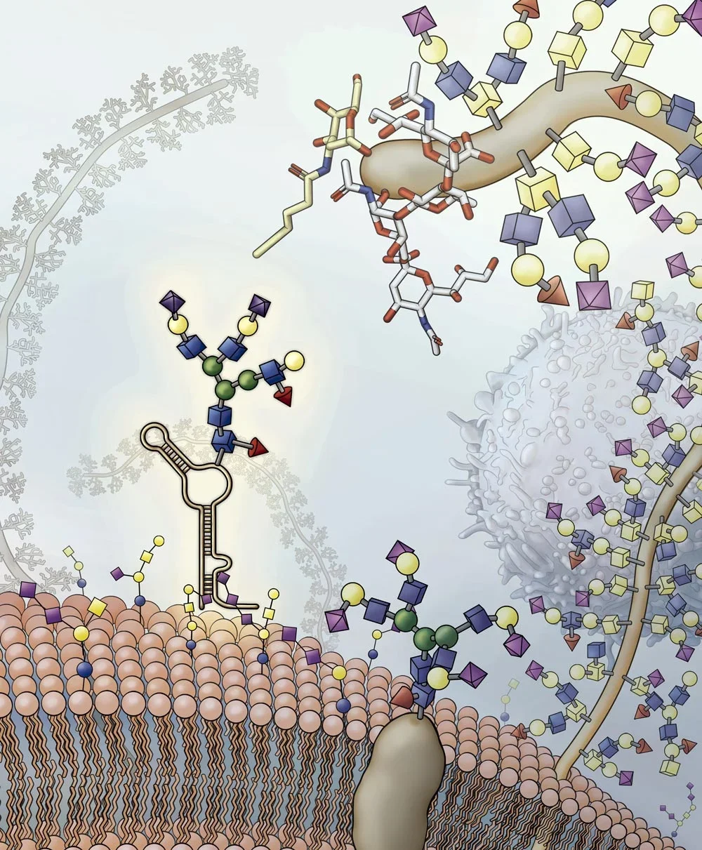 glycoRNA-in-Cell.webp