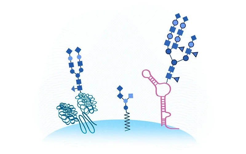 GlycoRNA_blog.jpg