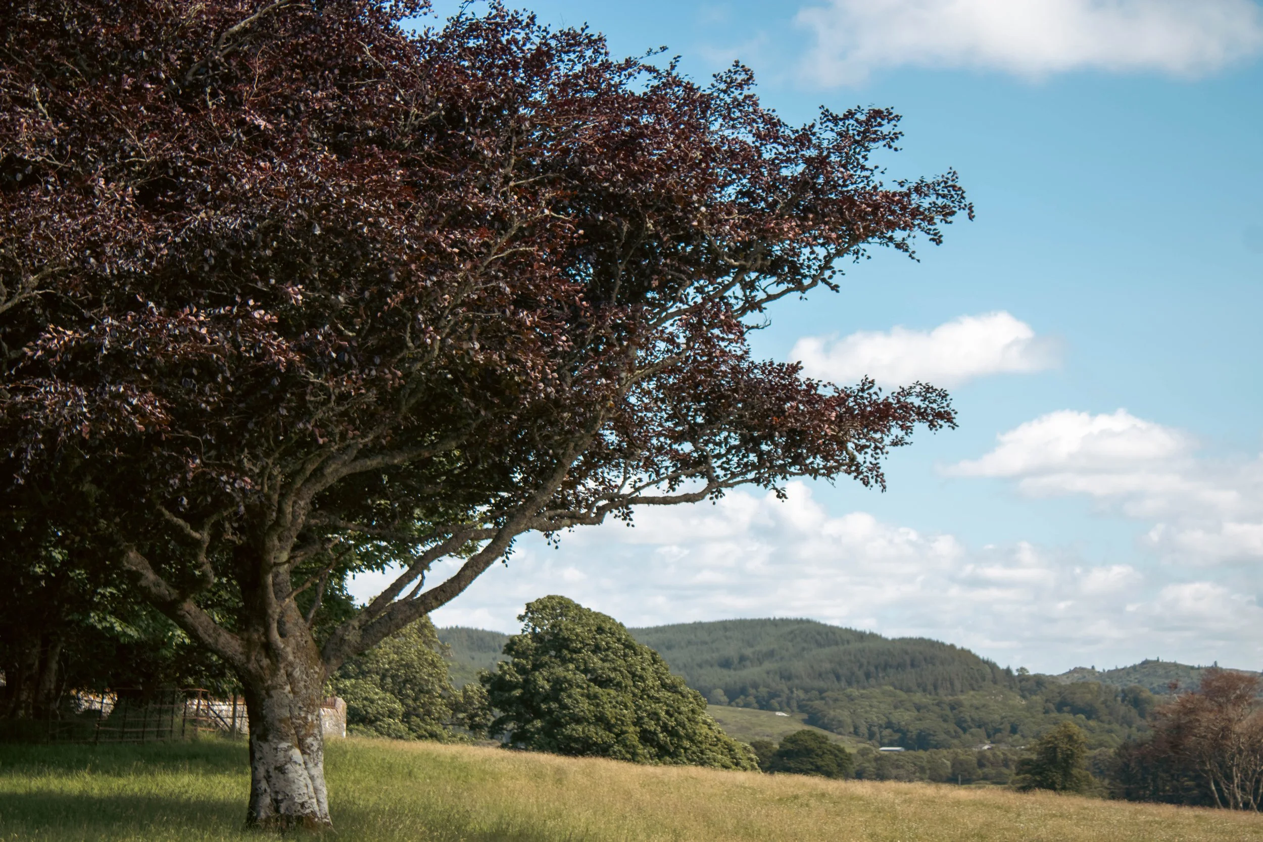 A large tree with dark purple leaves in the foreground, green rolling hills in the background, under a blue sky with scattered white clouds.