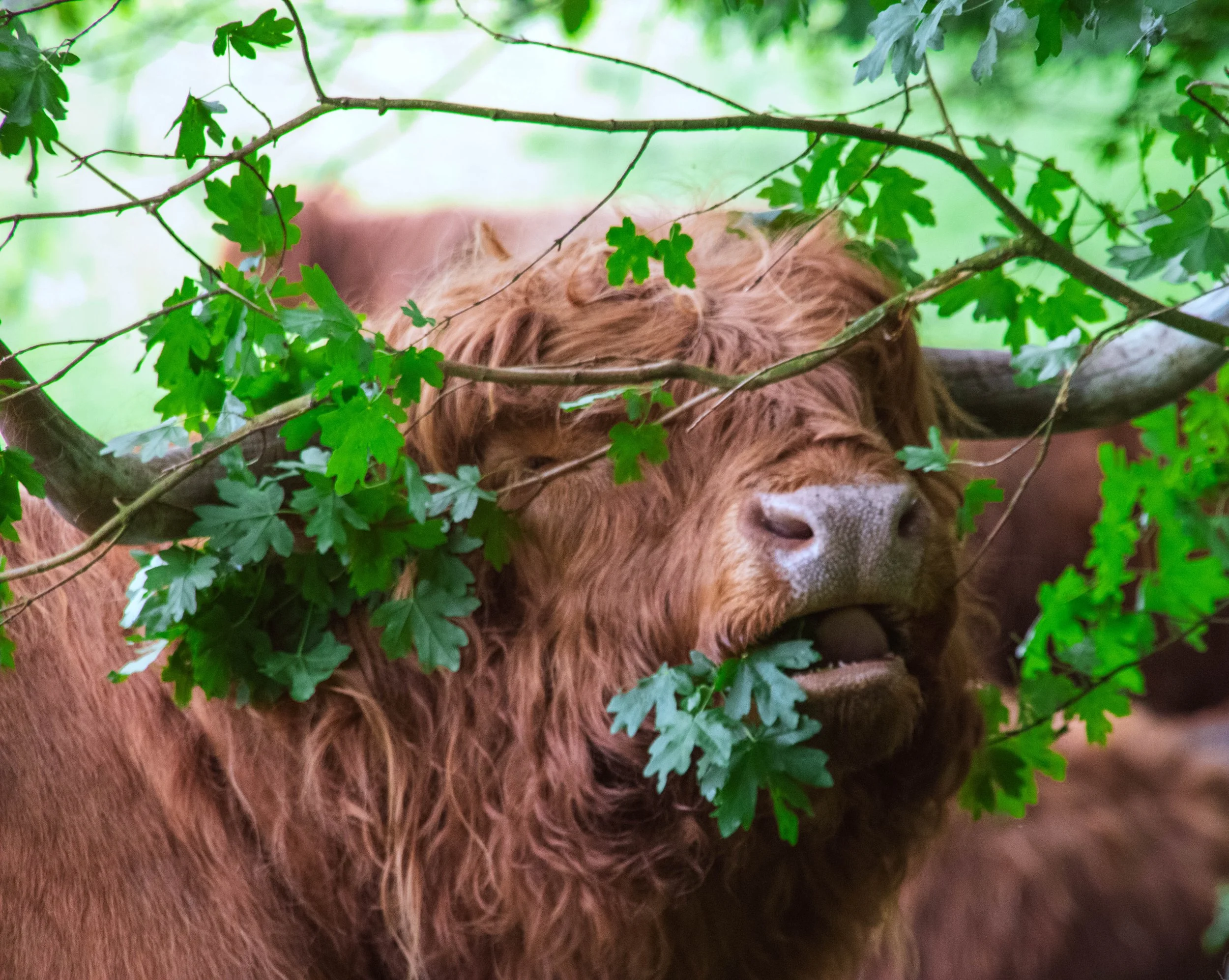 A brown highland cow with large horns partially obscured by green leaves and branches in a wooded area.