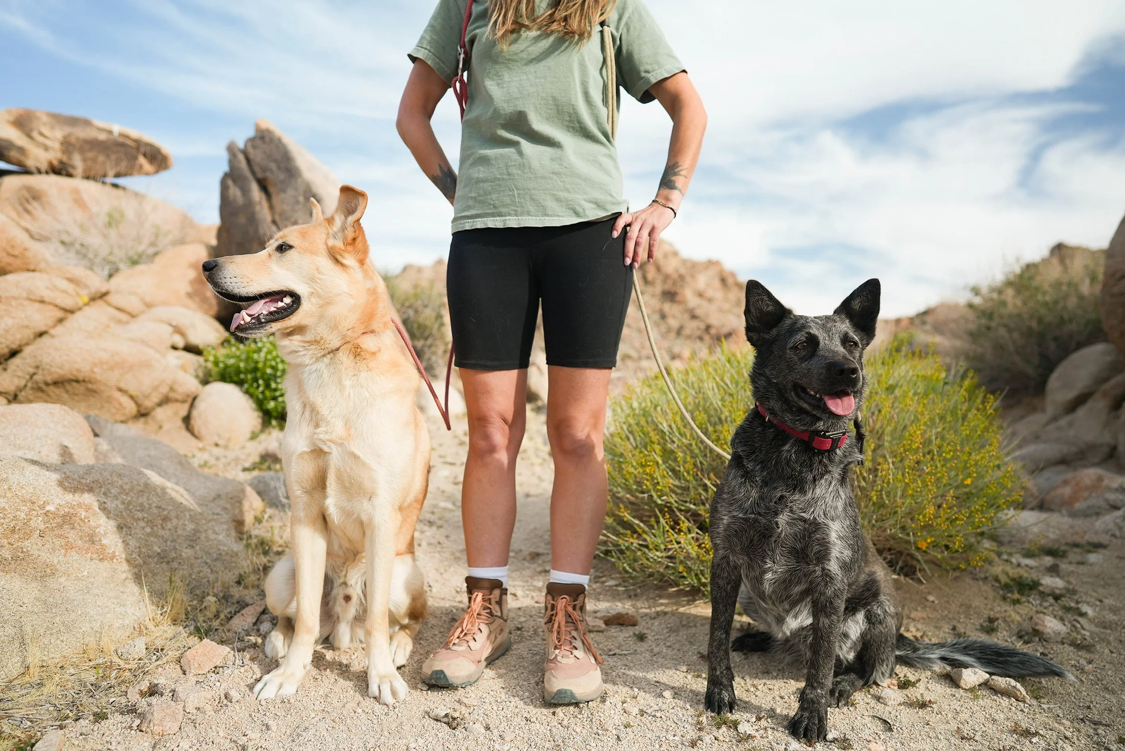 A person standing outdoors in a desert-like area with two dogs, one light-colored and one dark-colored, with rocks and desert plants in the background.