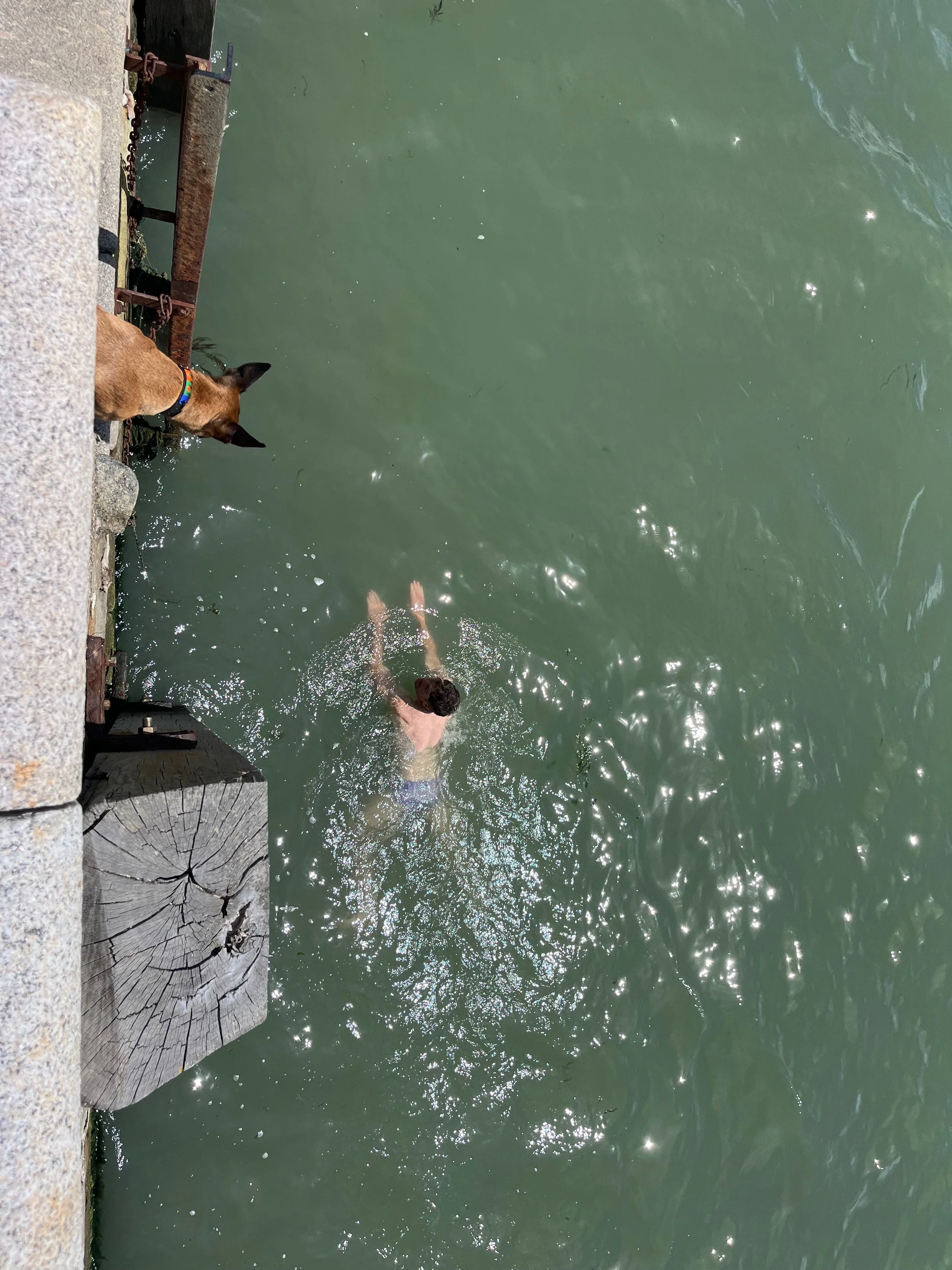 A brown dog with a colorful collar standing on a stone ledge near the water, looking at a person swimming in a greenish body of water.