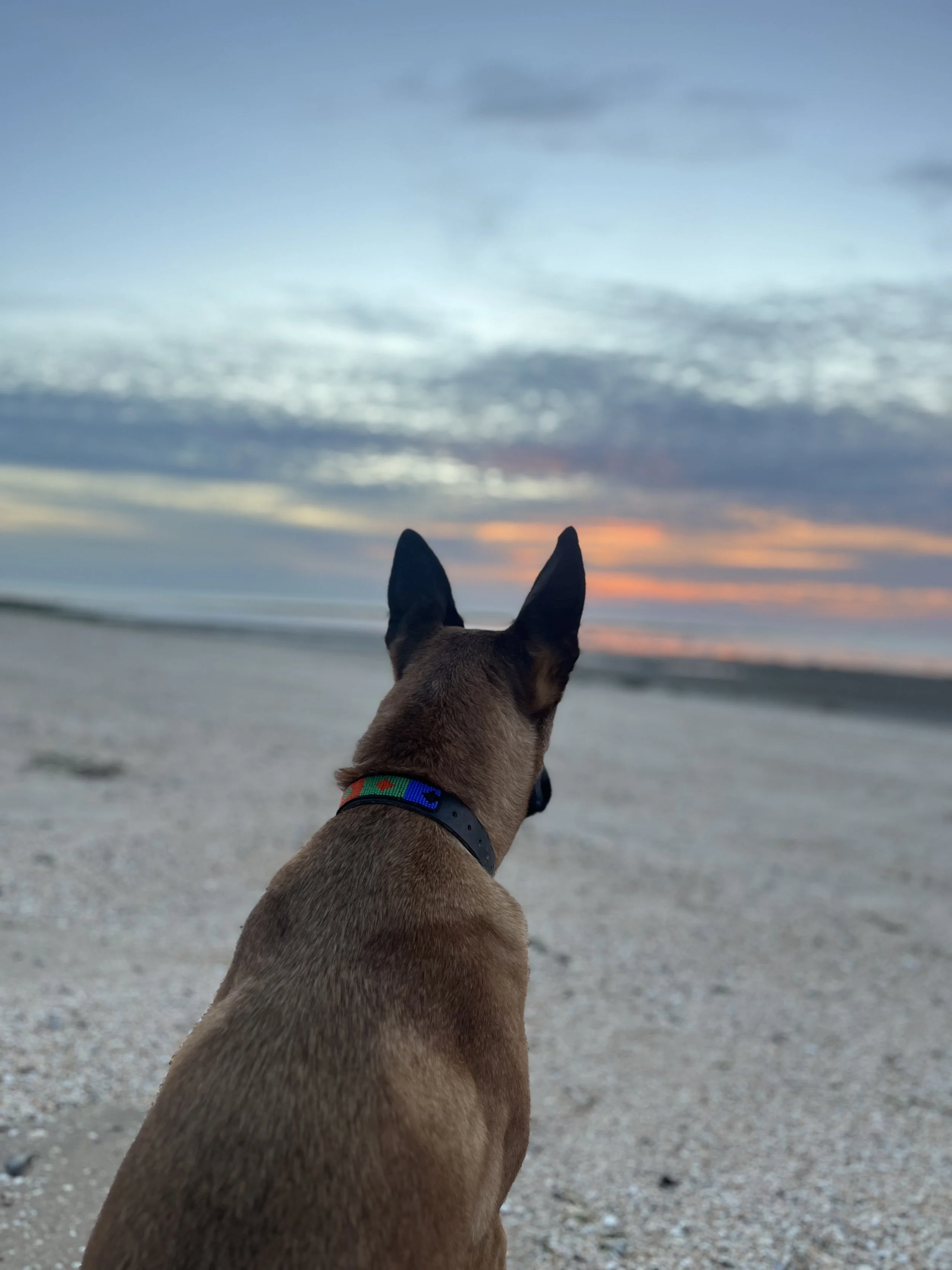 A dog with a colorful collar looking at a sunset over the ocean, with clouds in the sky.