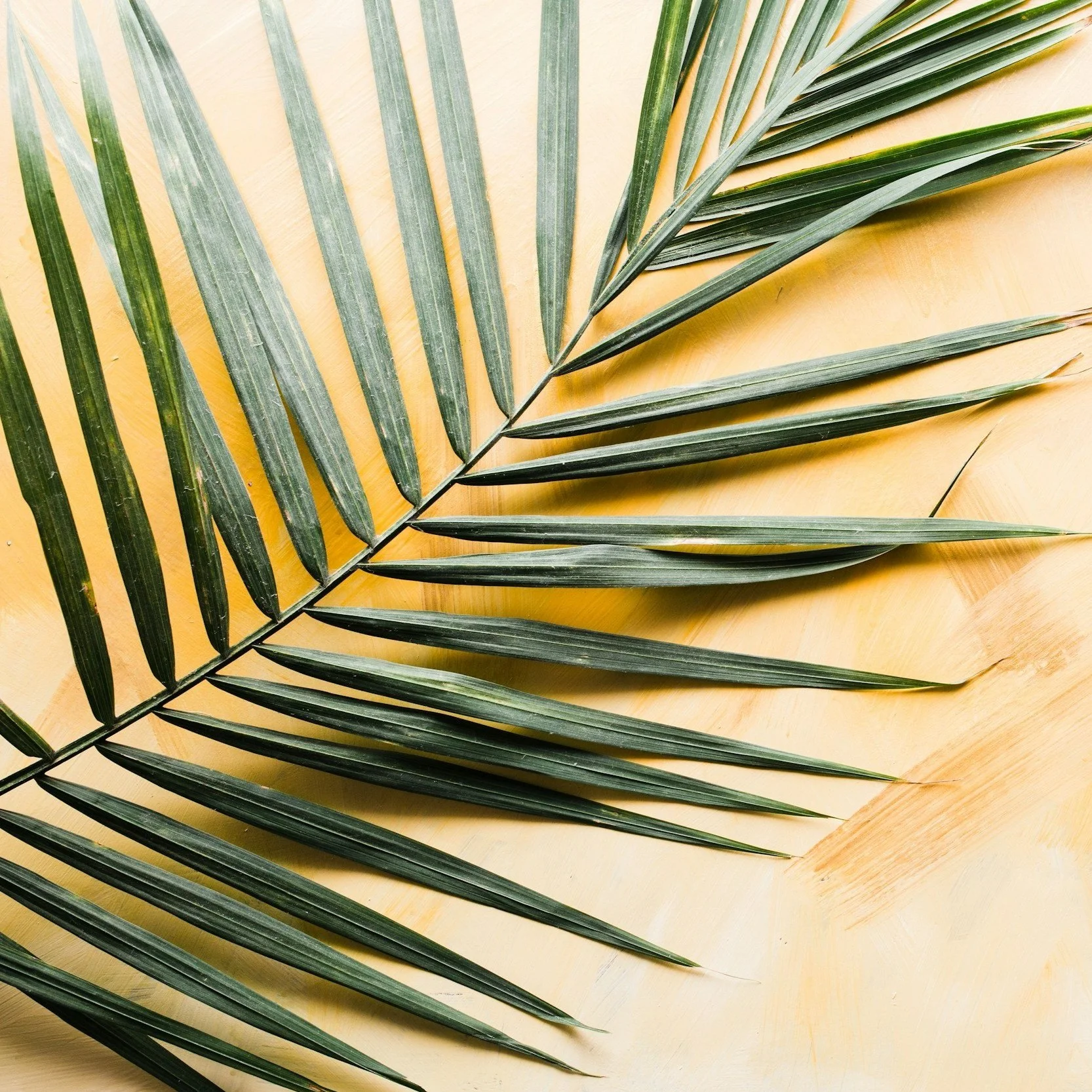 Palm Sunday