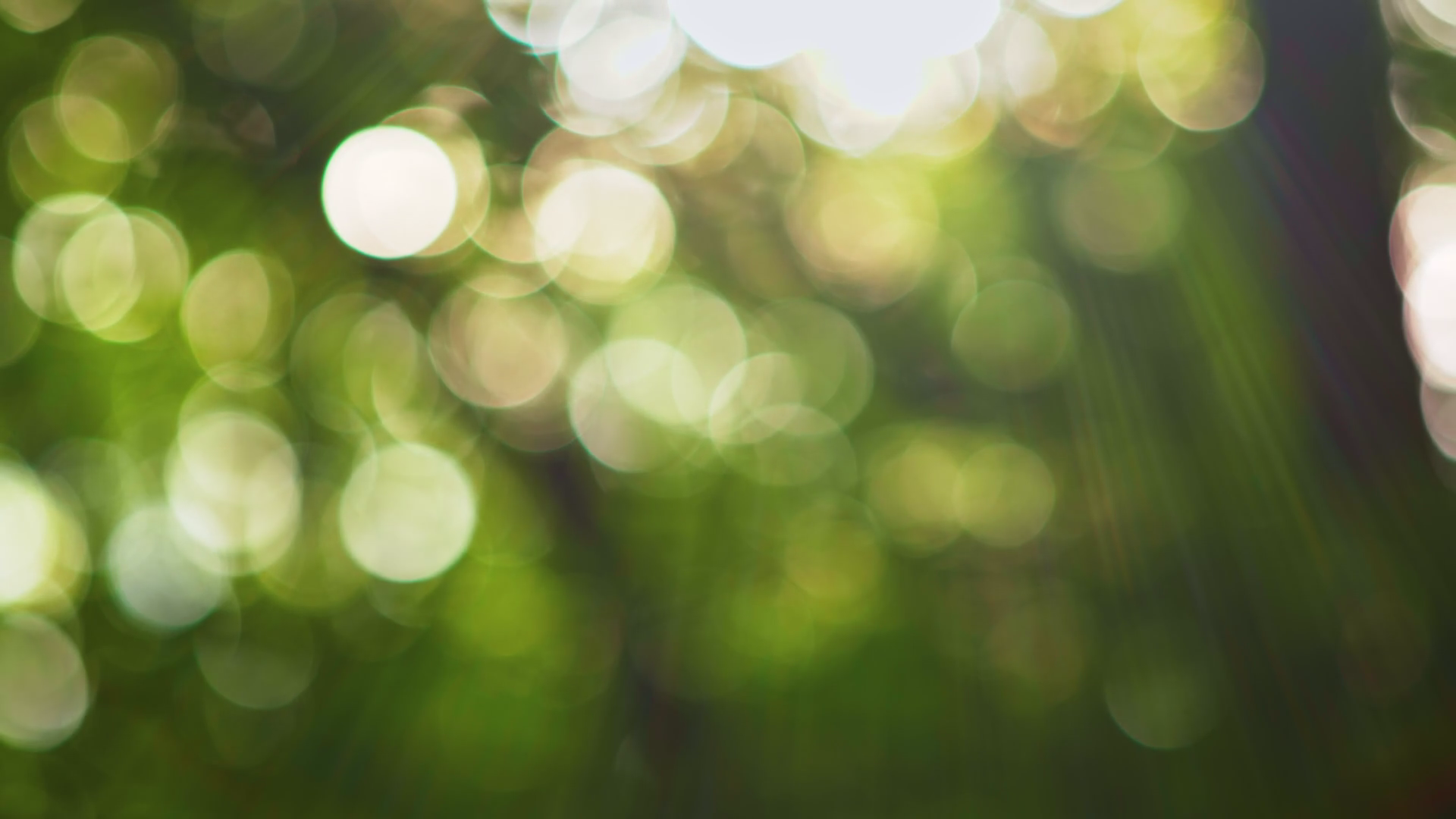 Bokeh-Foresr.png