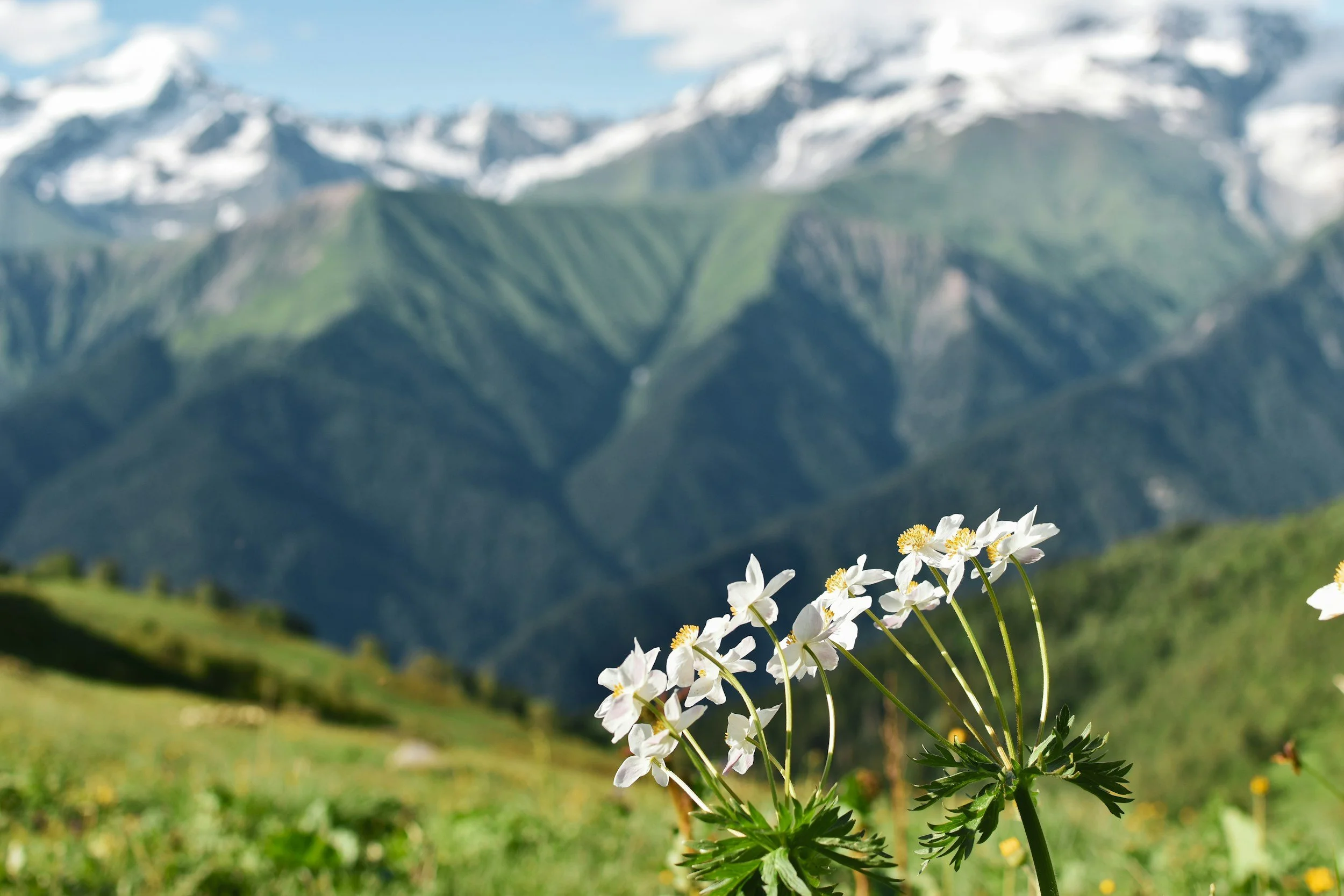  Alpine Spring Flowers