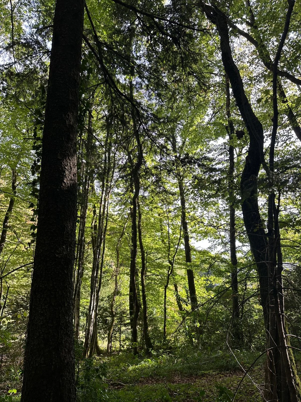 Forest Bathing Walk