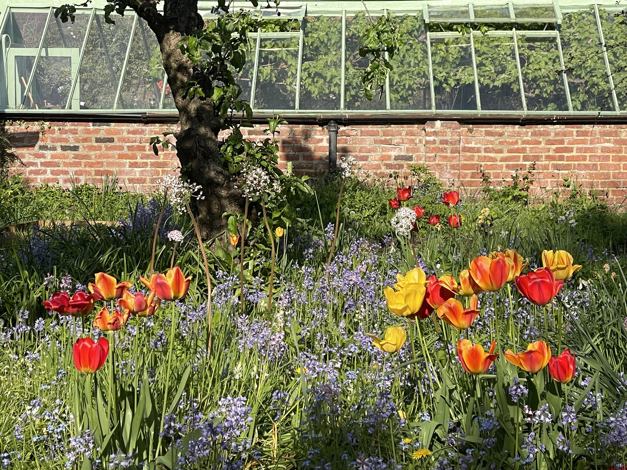 alfed tulip.jpg