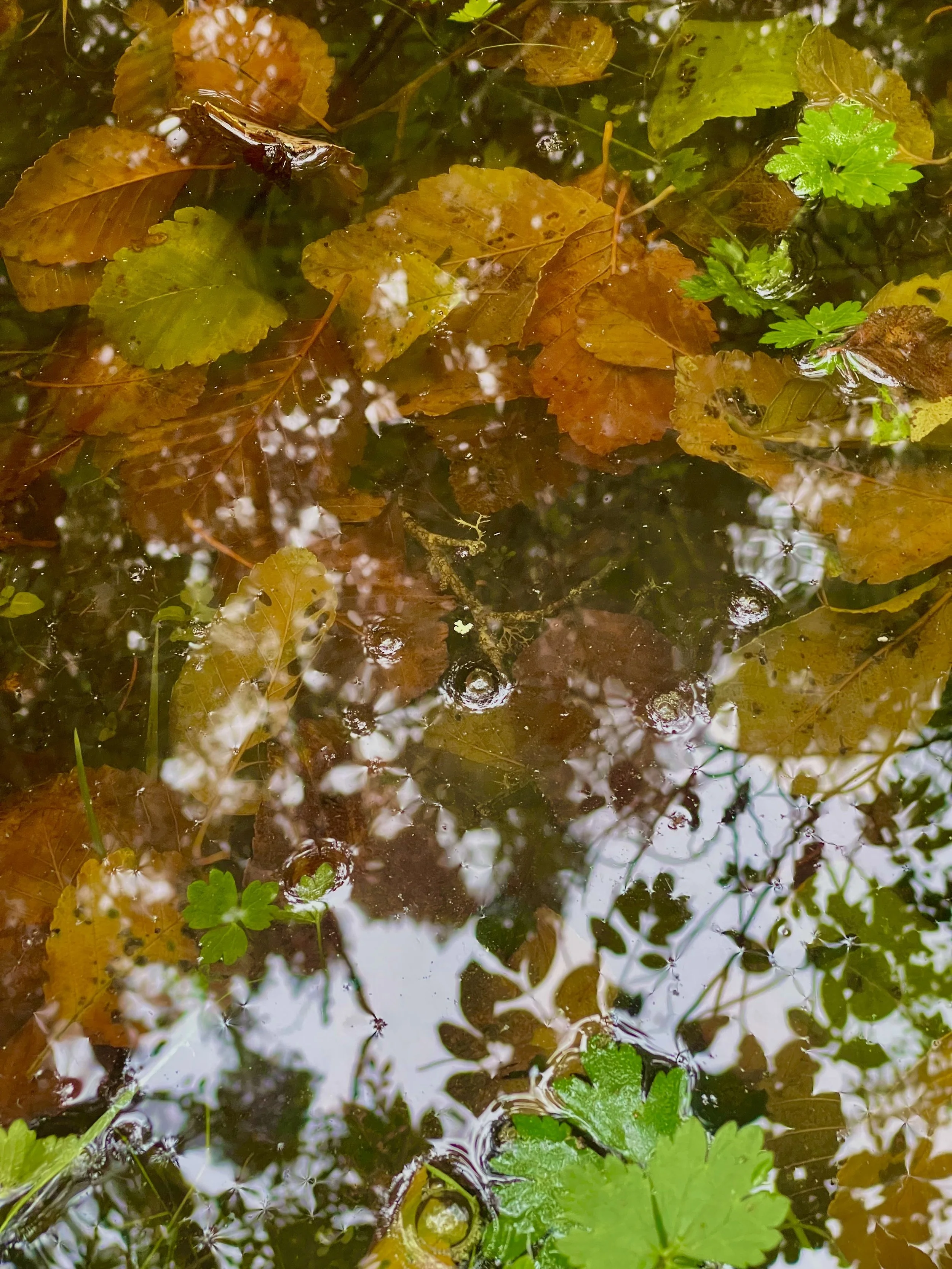 Leaves.jpeg