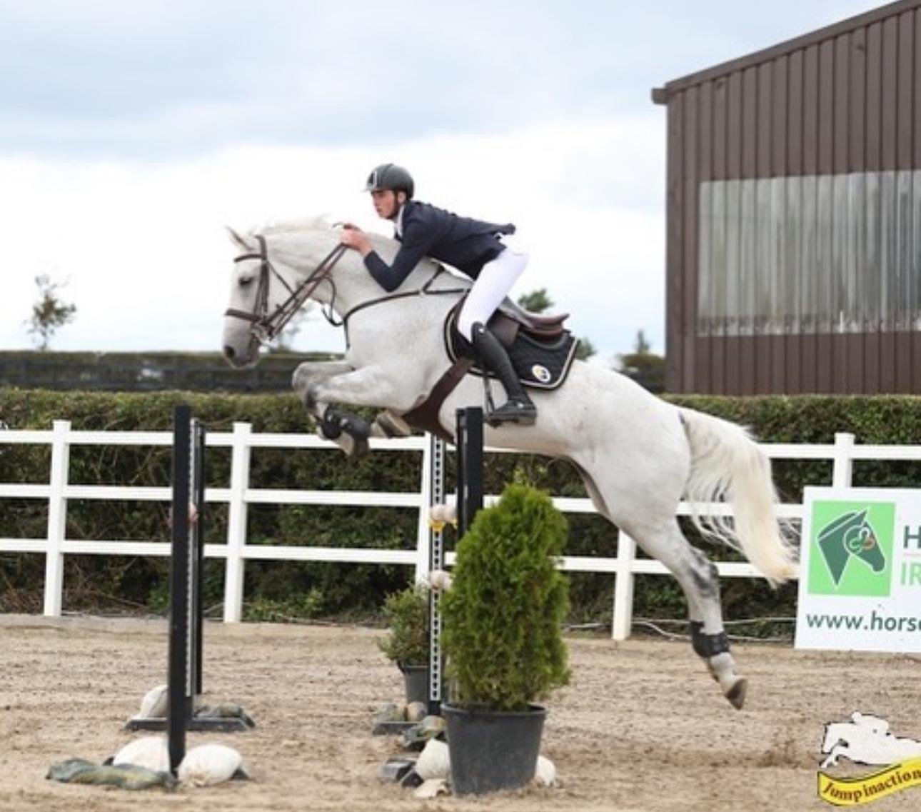 A person dressed in equestrian apparel riding a white horse that is jumping over an obstacle in a show jumping competition.