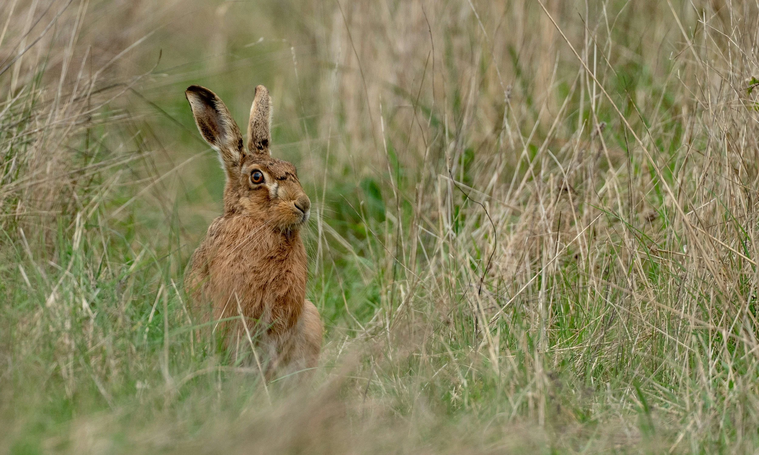A brown hare with one eye slightly closed and one ear upright, sitting in tall grass in a natural outdoor setting.