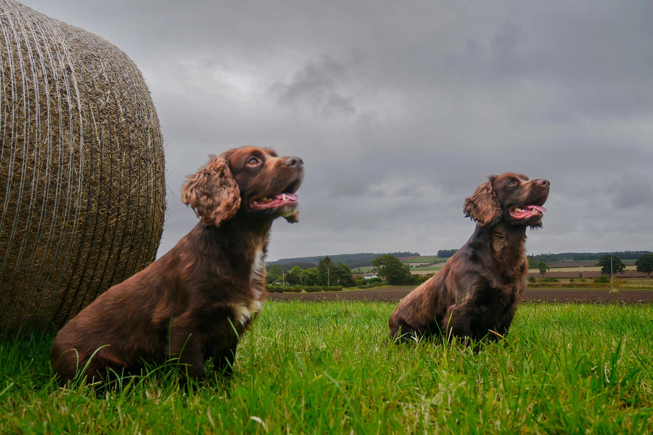Two brown spaniels sit on green grass in a field near a large hay bale, under a cloudy sky with rolling hills in the background.